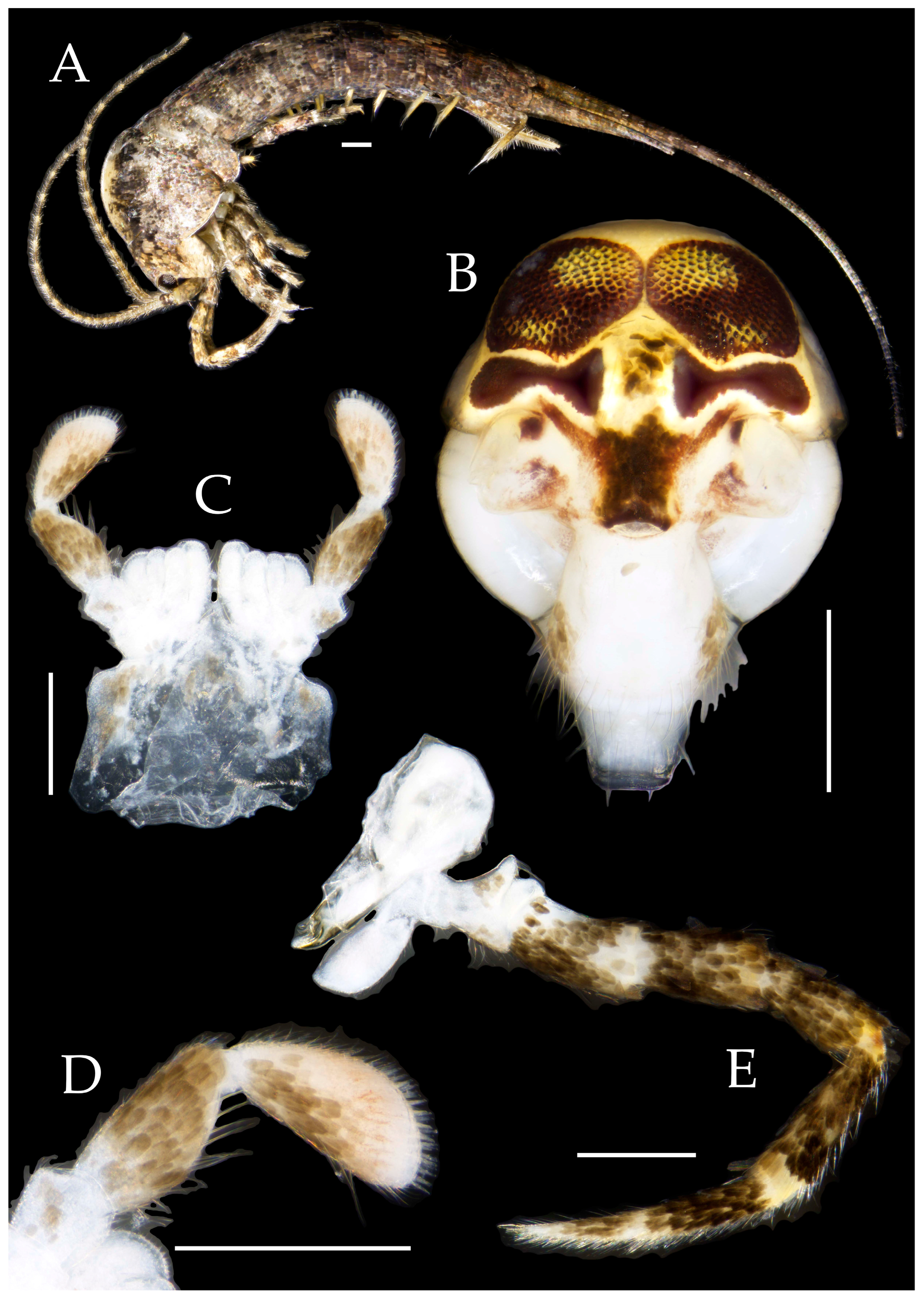 Preprints 174106 g032