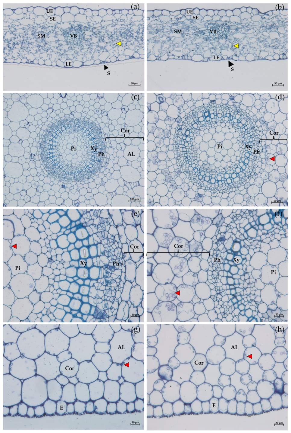 Preprints 233666 g007