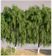 Preprints 152102 i001