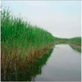 Preprints 152102 i006