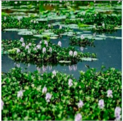 Preprints 152102 i008