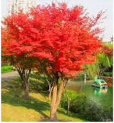 Preprints 152102 i009