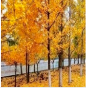 Preprints 152102 i010