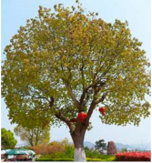 Preprints 152102 i011