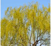 Preprints 152102 i013