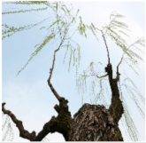 Preprints 152102 i015