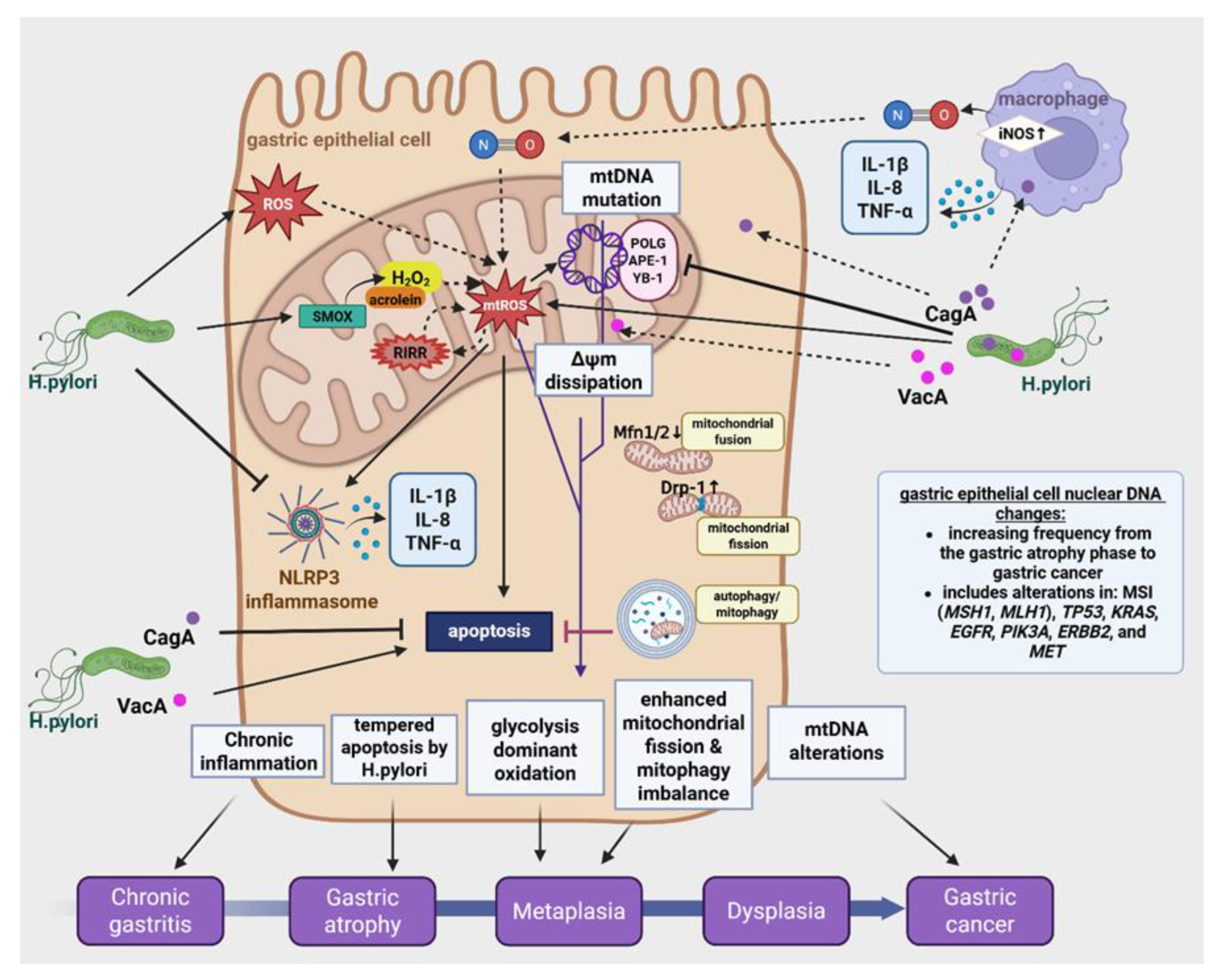 Preprints 191317 g001