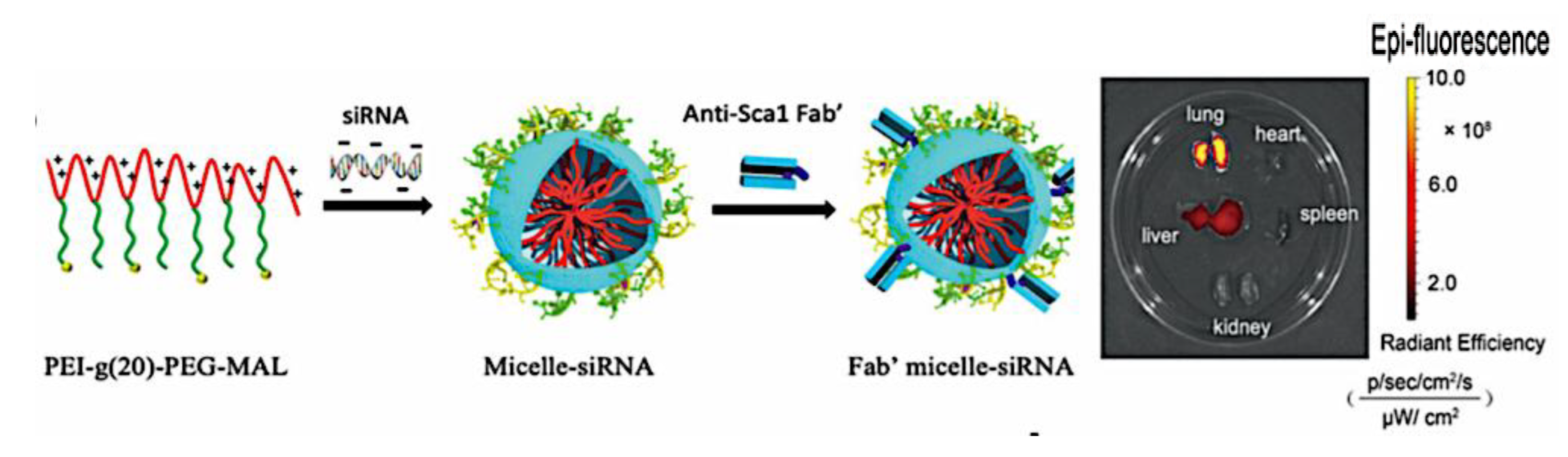 Preprints 180664 g074