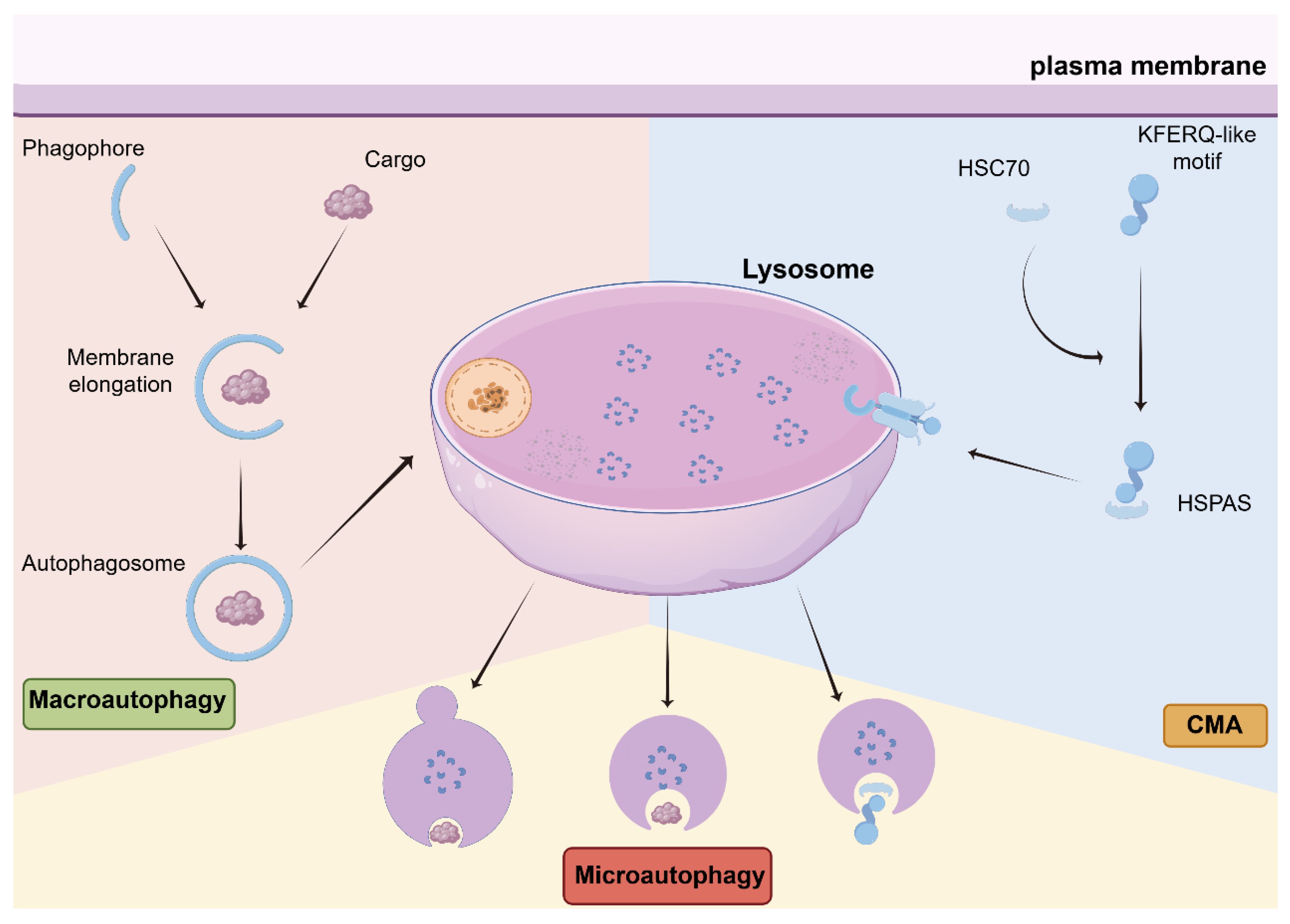 Preprints 193131 g001