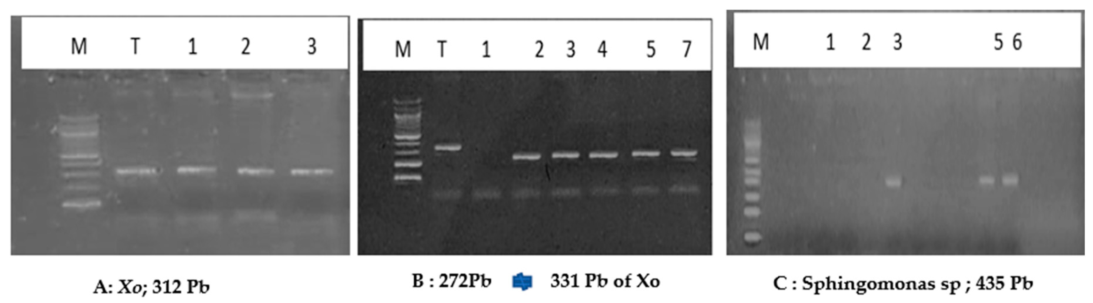 Preprints 85528 g002