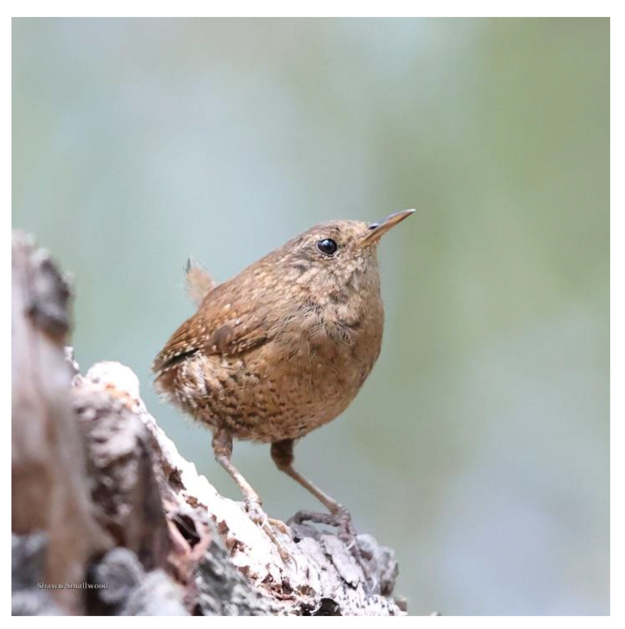 Preprints 80825 g006