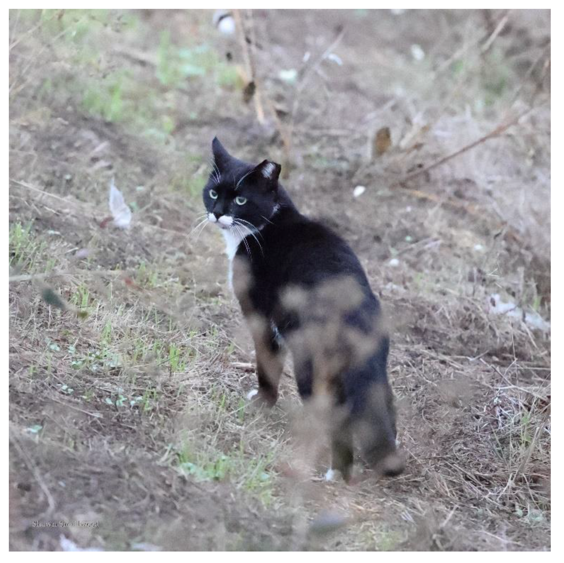 Preprints 80825 g007