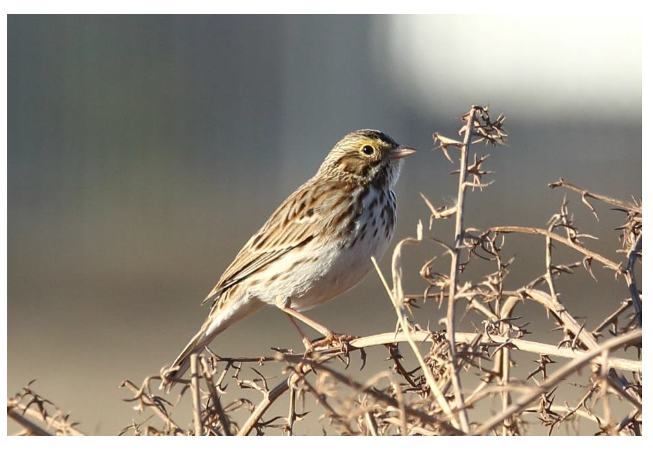 Preprints 80825 g009