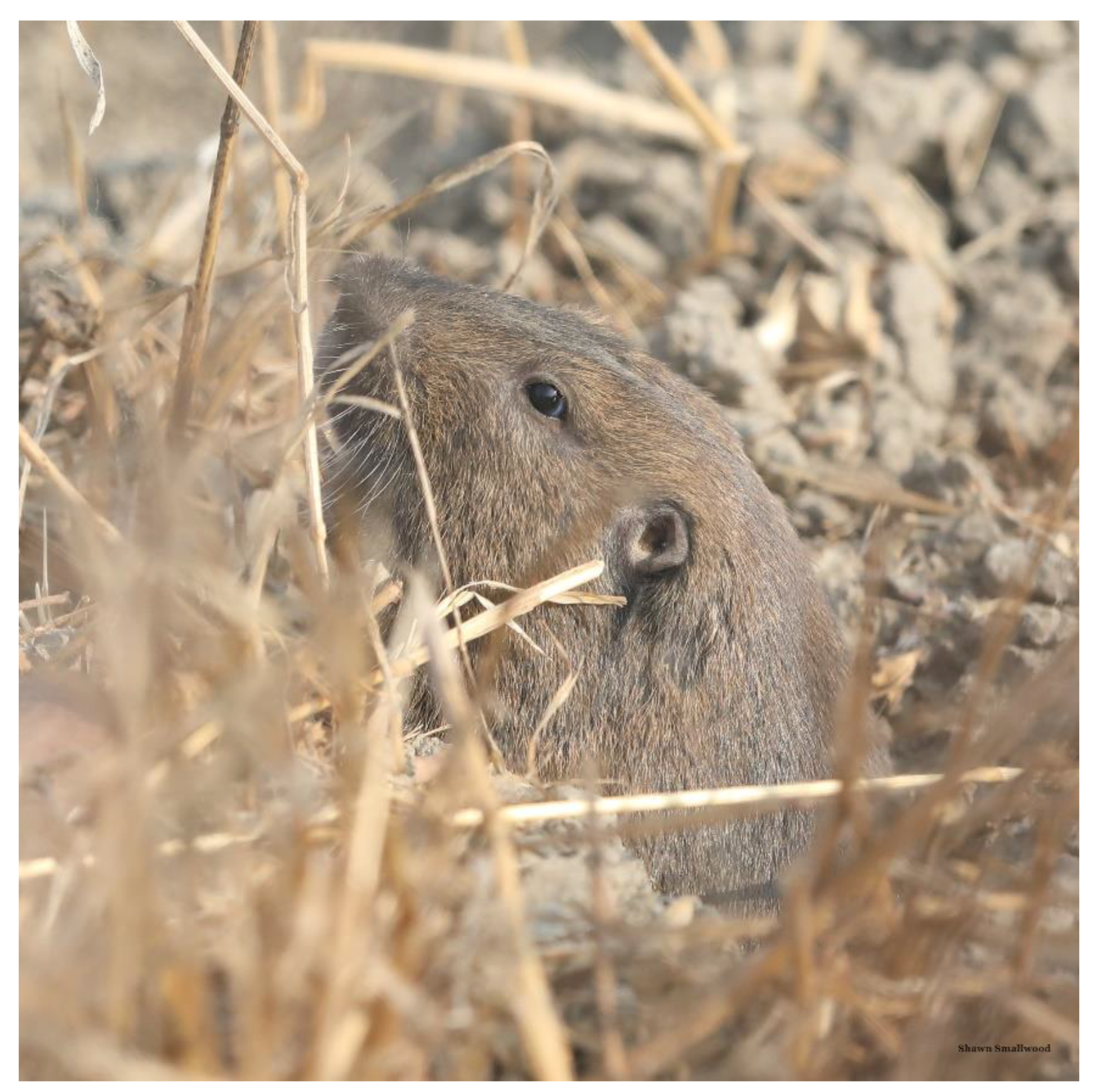 Preprints 80825 g016