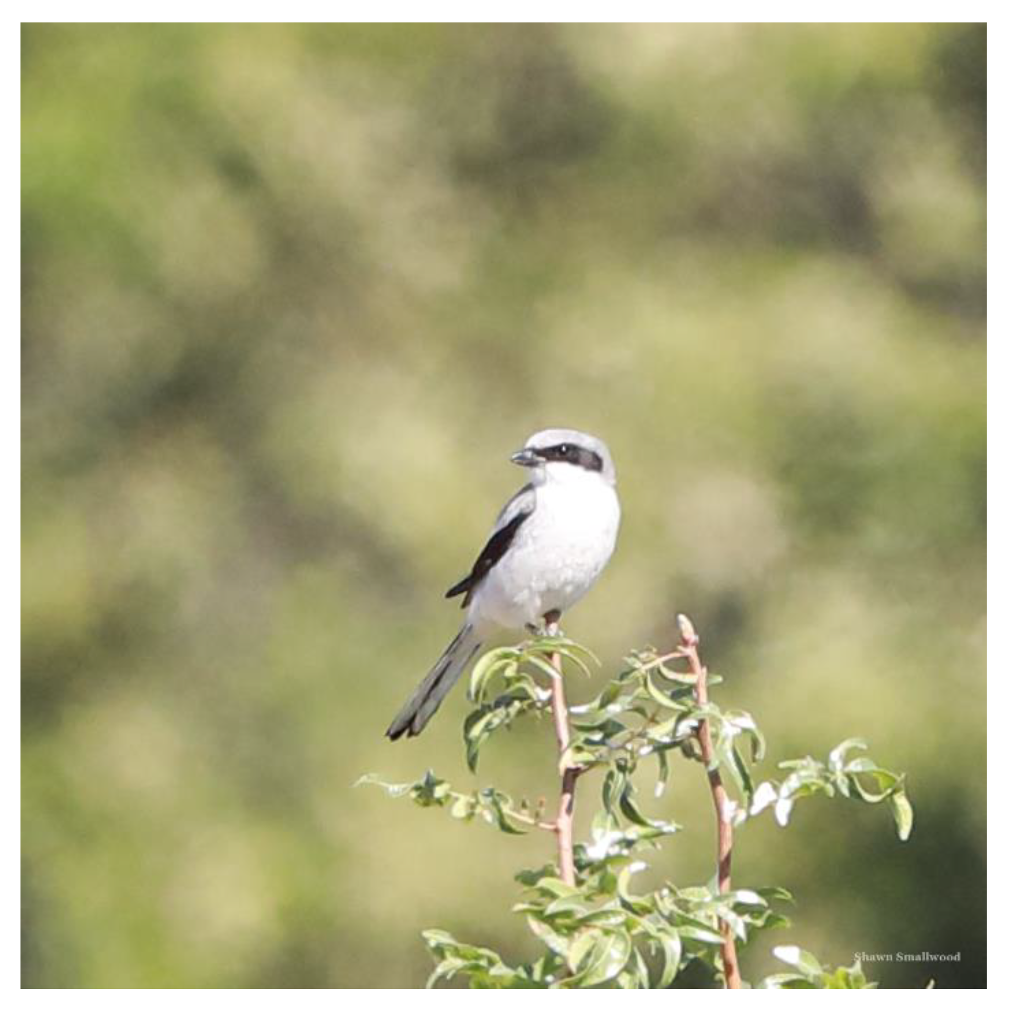 Preprints 80825 g017