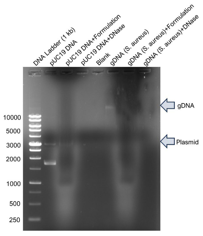 Preprints 228237 g003 Preprints 228237 g003