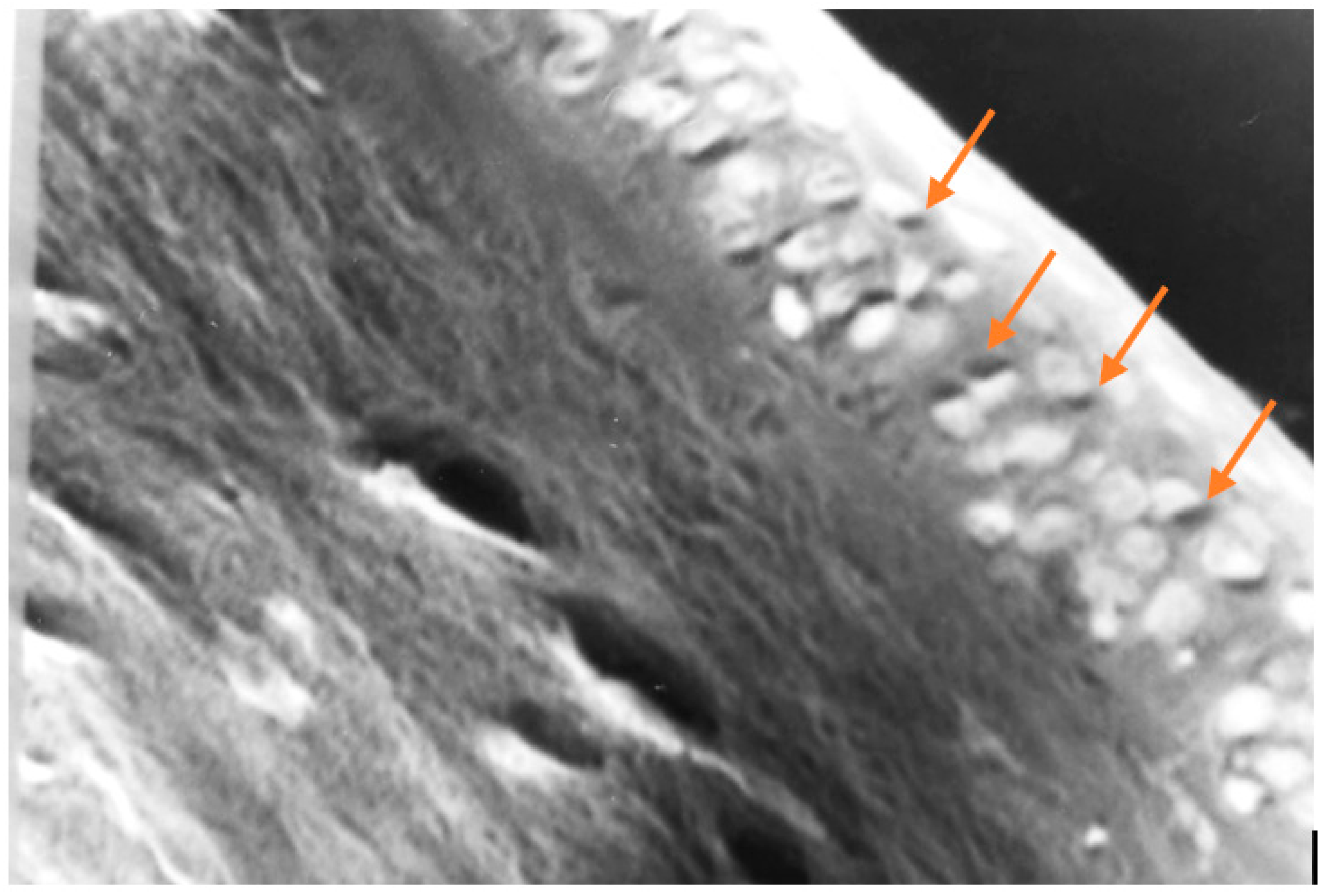 Preprints 69699 g012