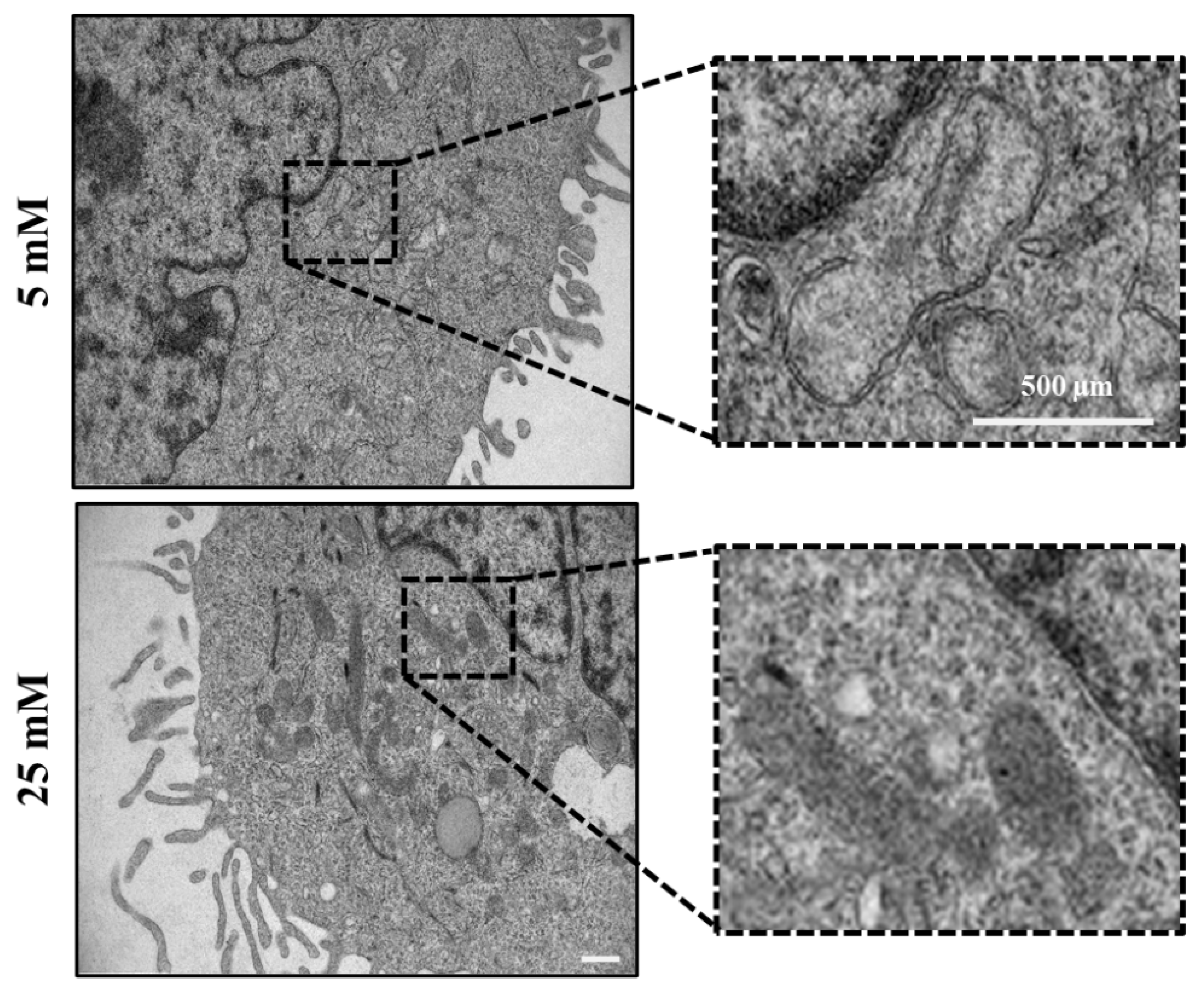 Preprints 108126 g004