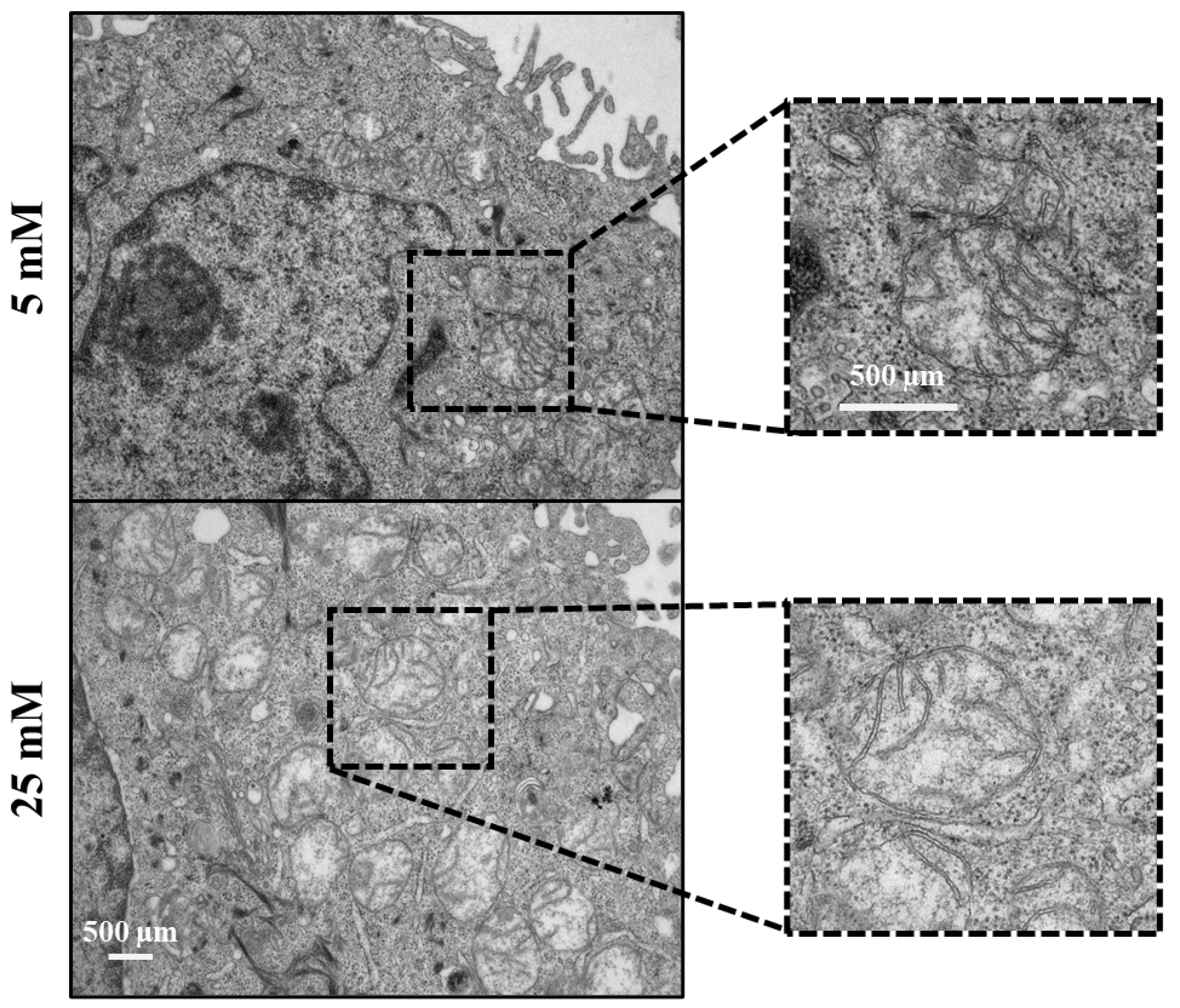Preprints 108126 g006