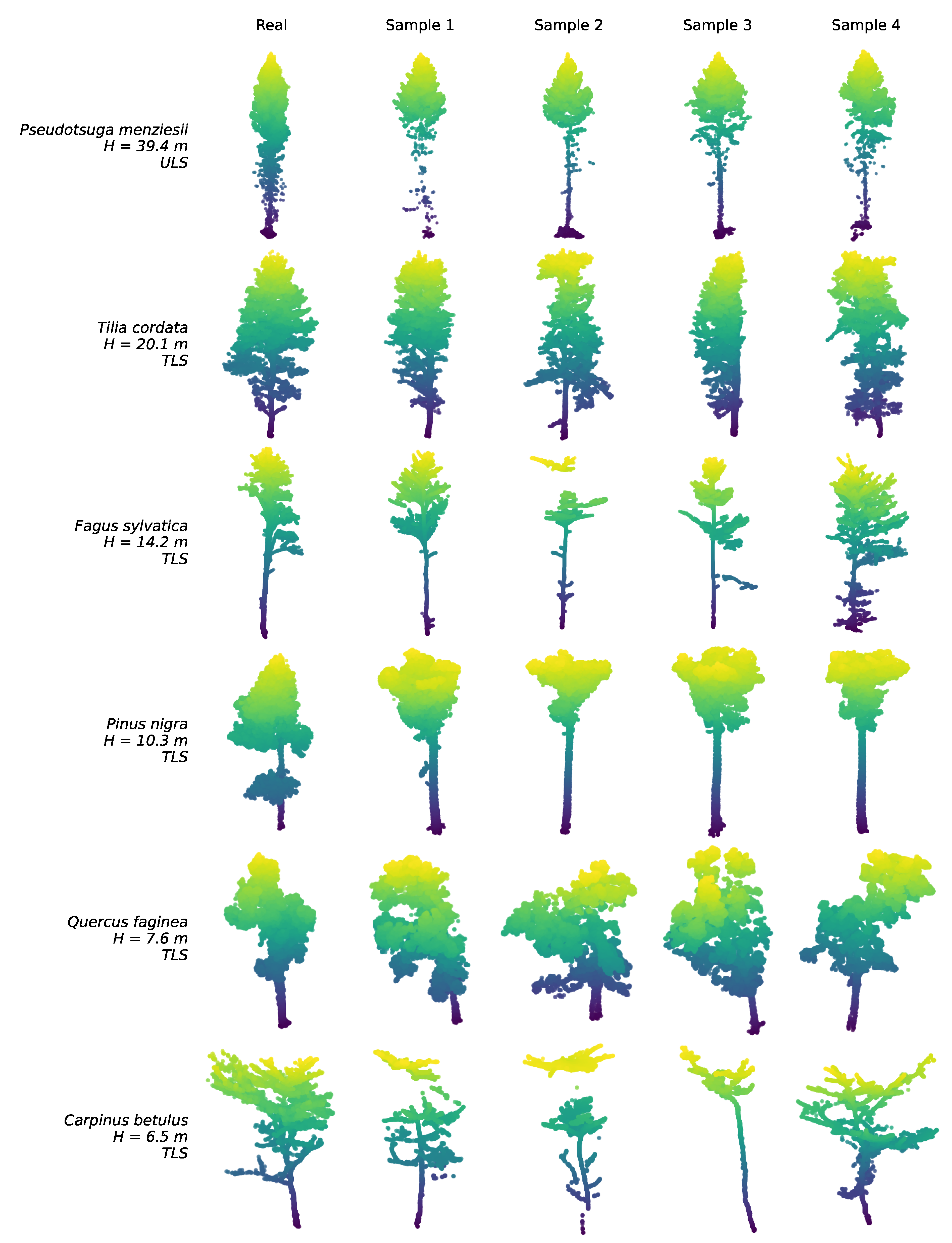 TreeFlow: Conditional Flow Matching for 3D Tree Point Cloud Generation ...