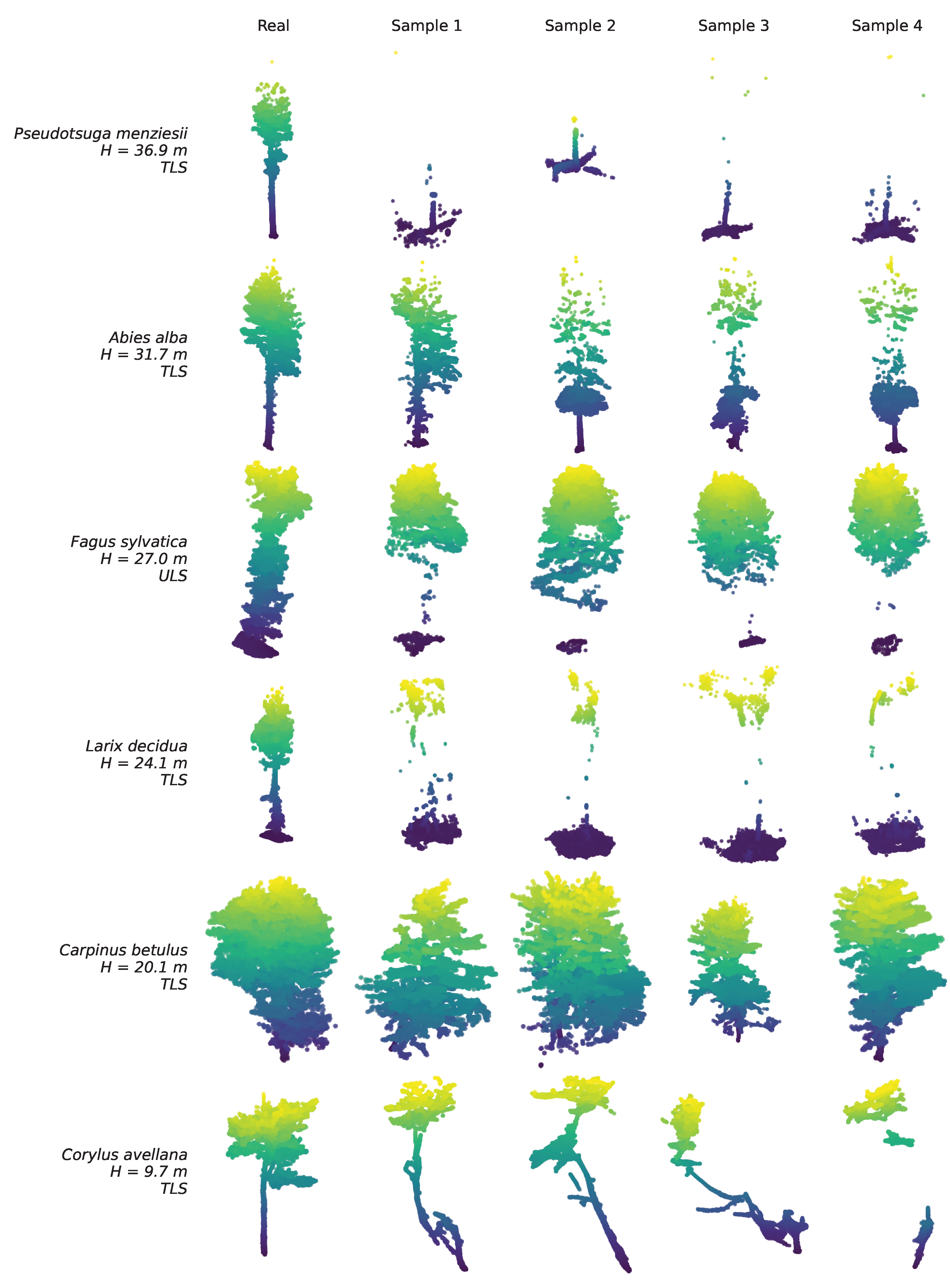 TreeFlow: Conditional Flow Matching for 3D Tree Point Cloud Generation ...