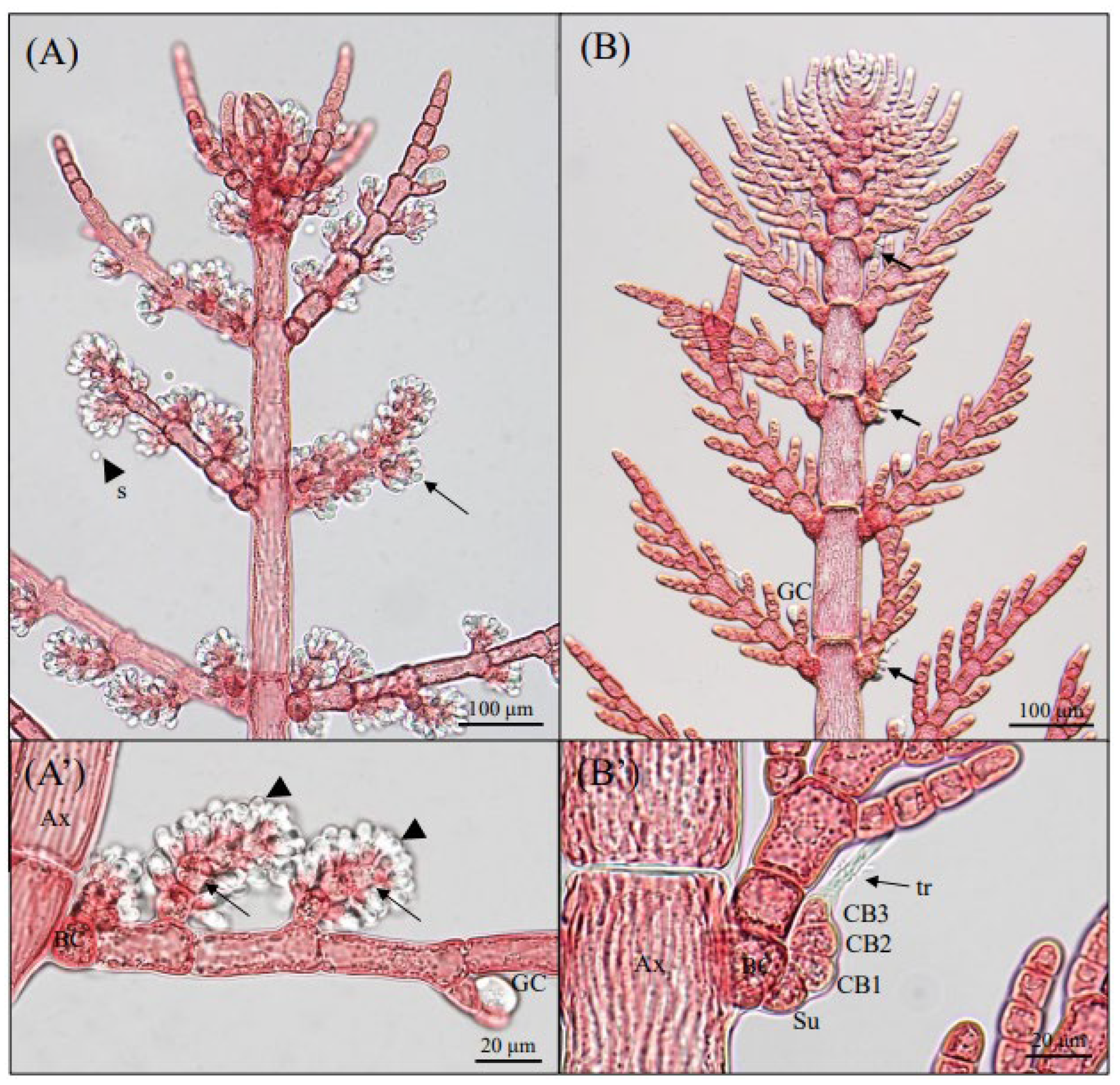 Preprints 173972 g003