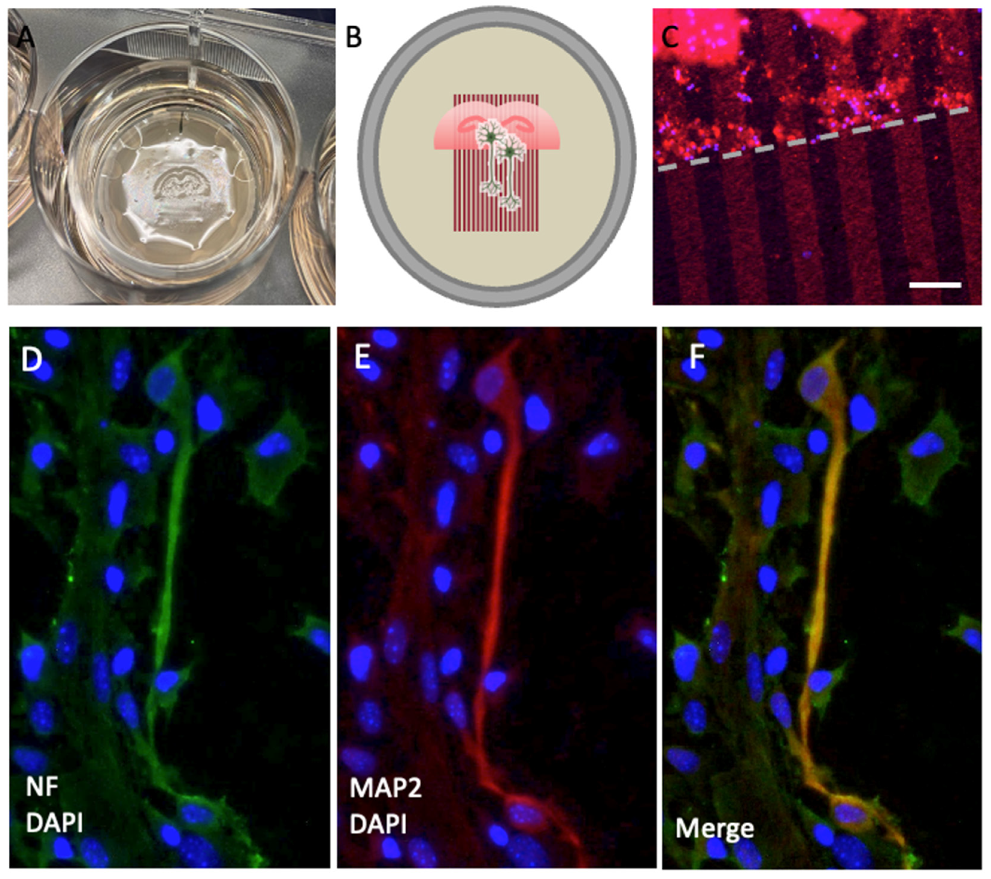Preprints 119543 g002