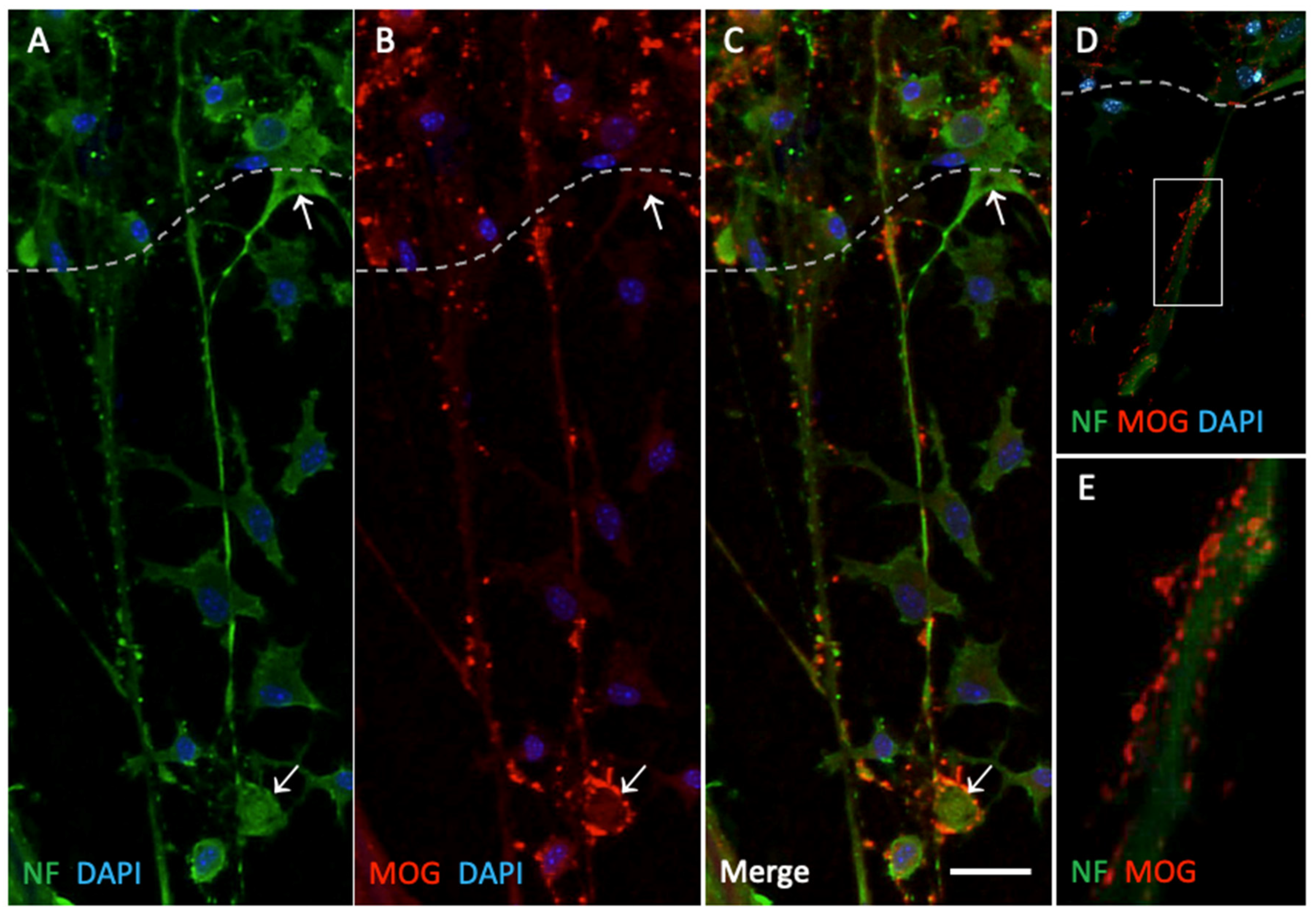 Preprints 119543 g003