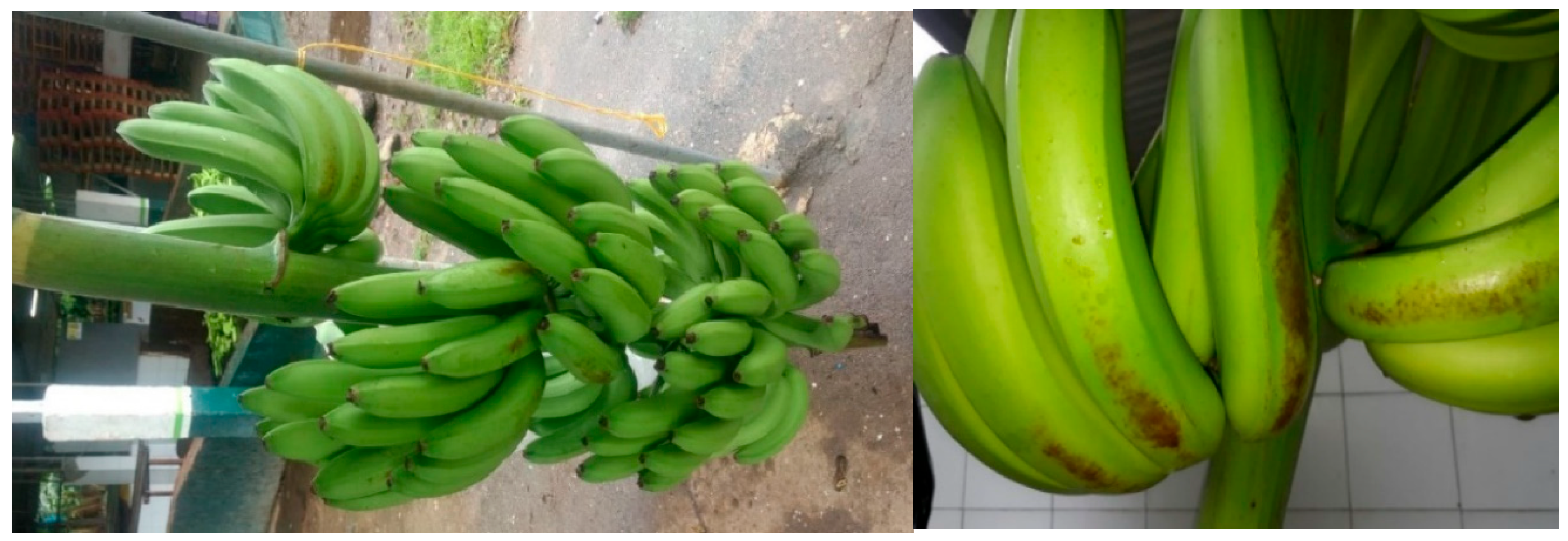 Preprints 169126 g001