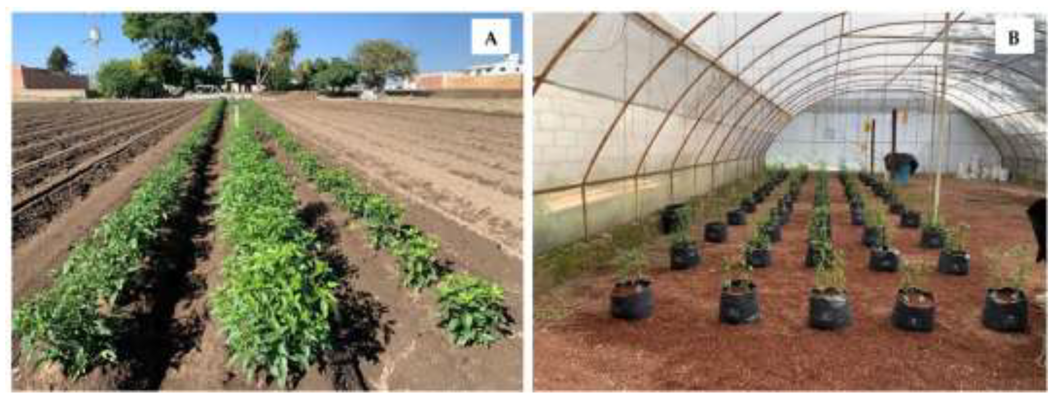 Preprints 199672 g001