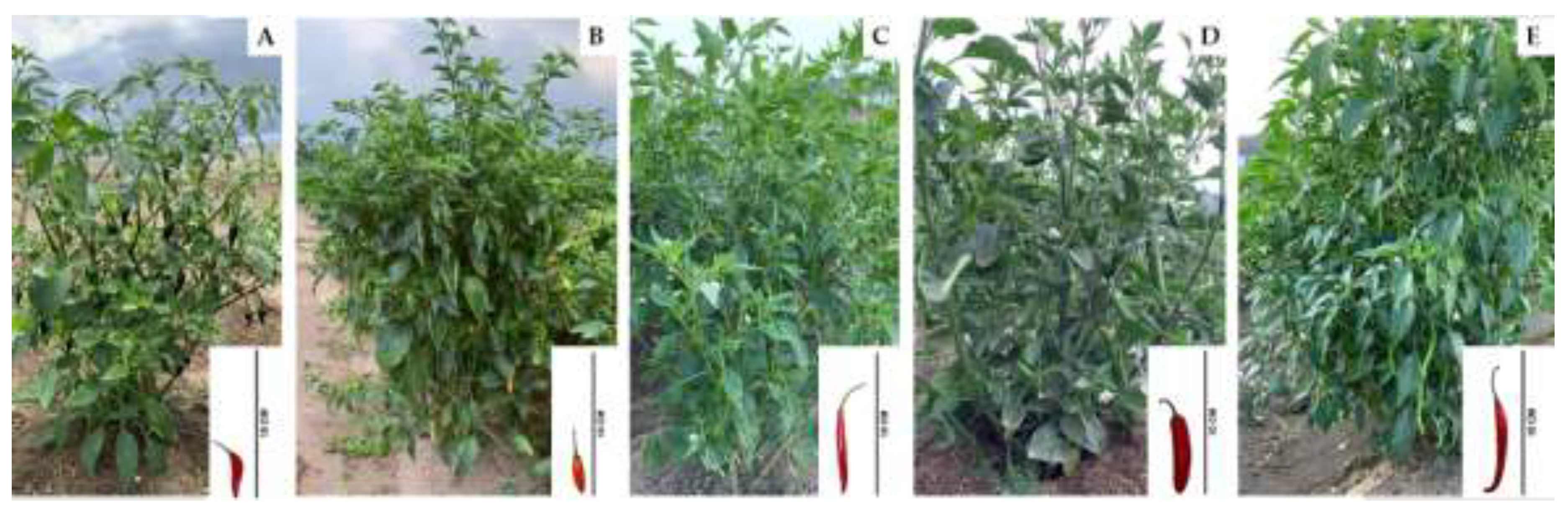 Preprints 199672 g002