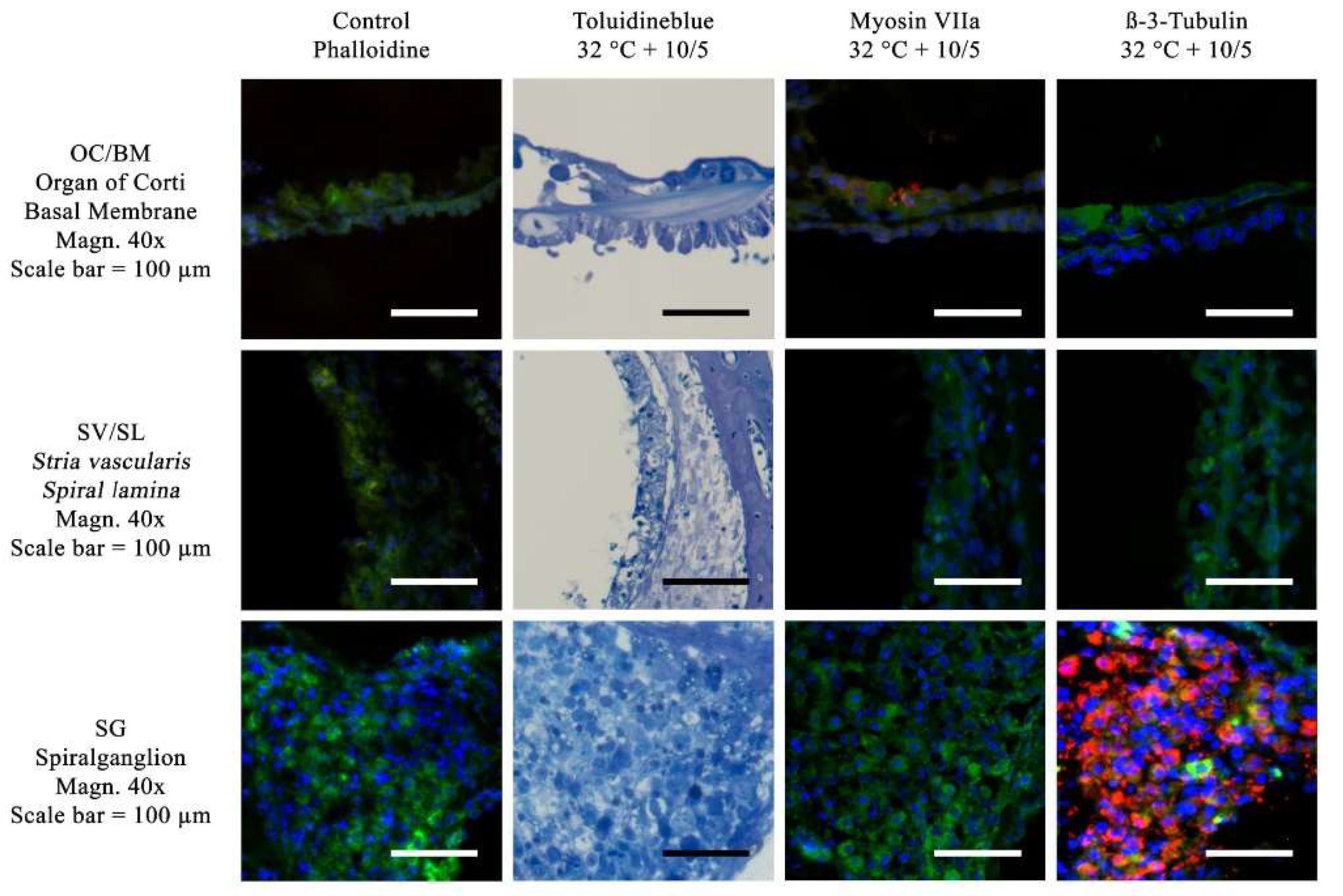Preprints 151661 g005