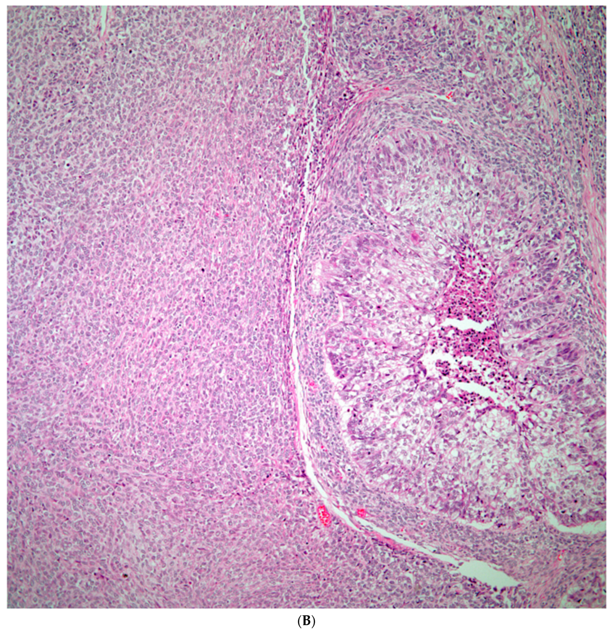 Preprints 76788 g003b