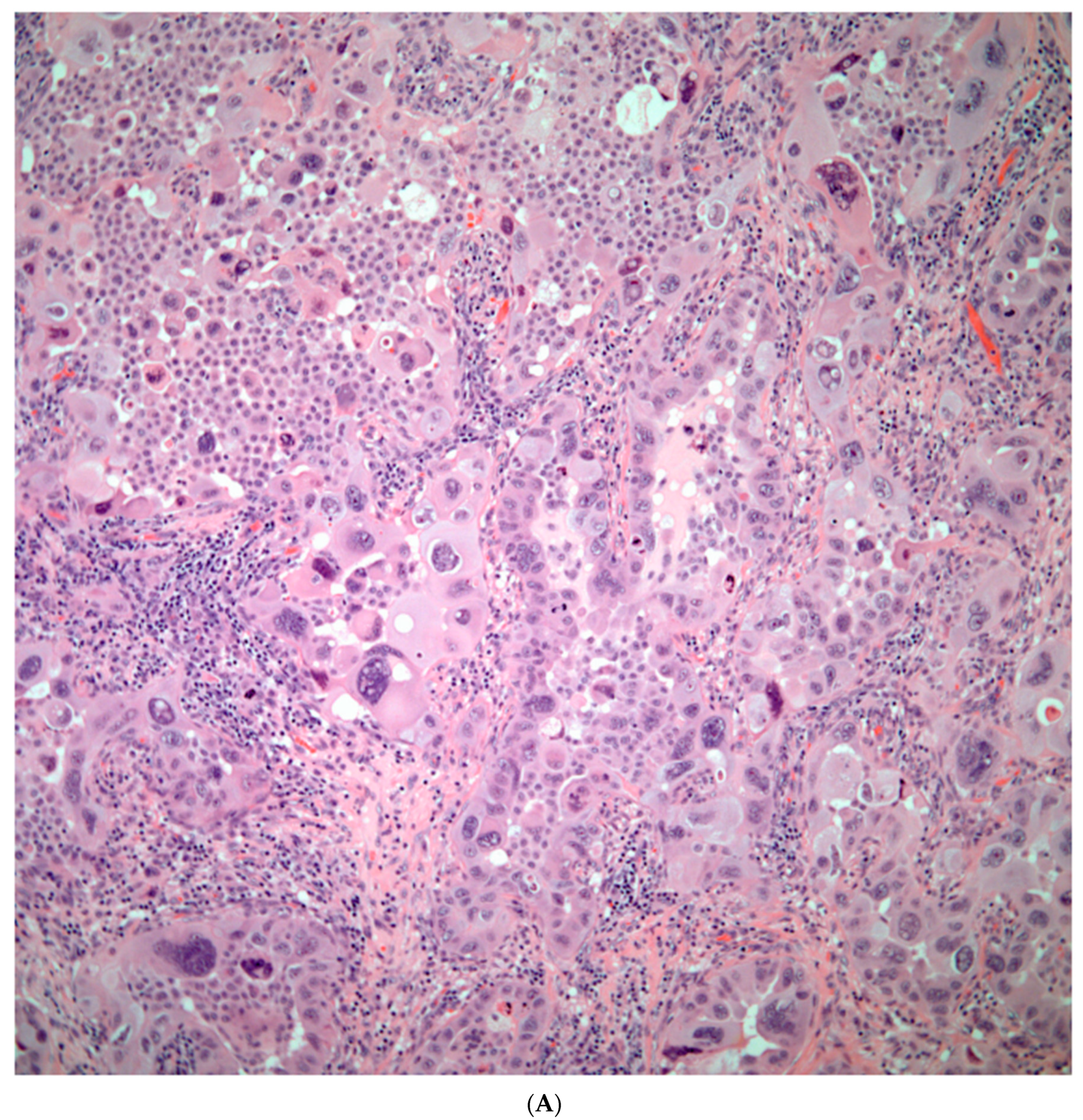 Preprints 76788 g005a