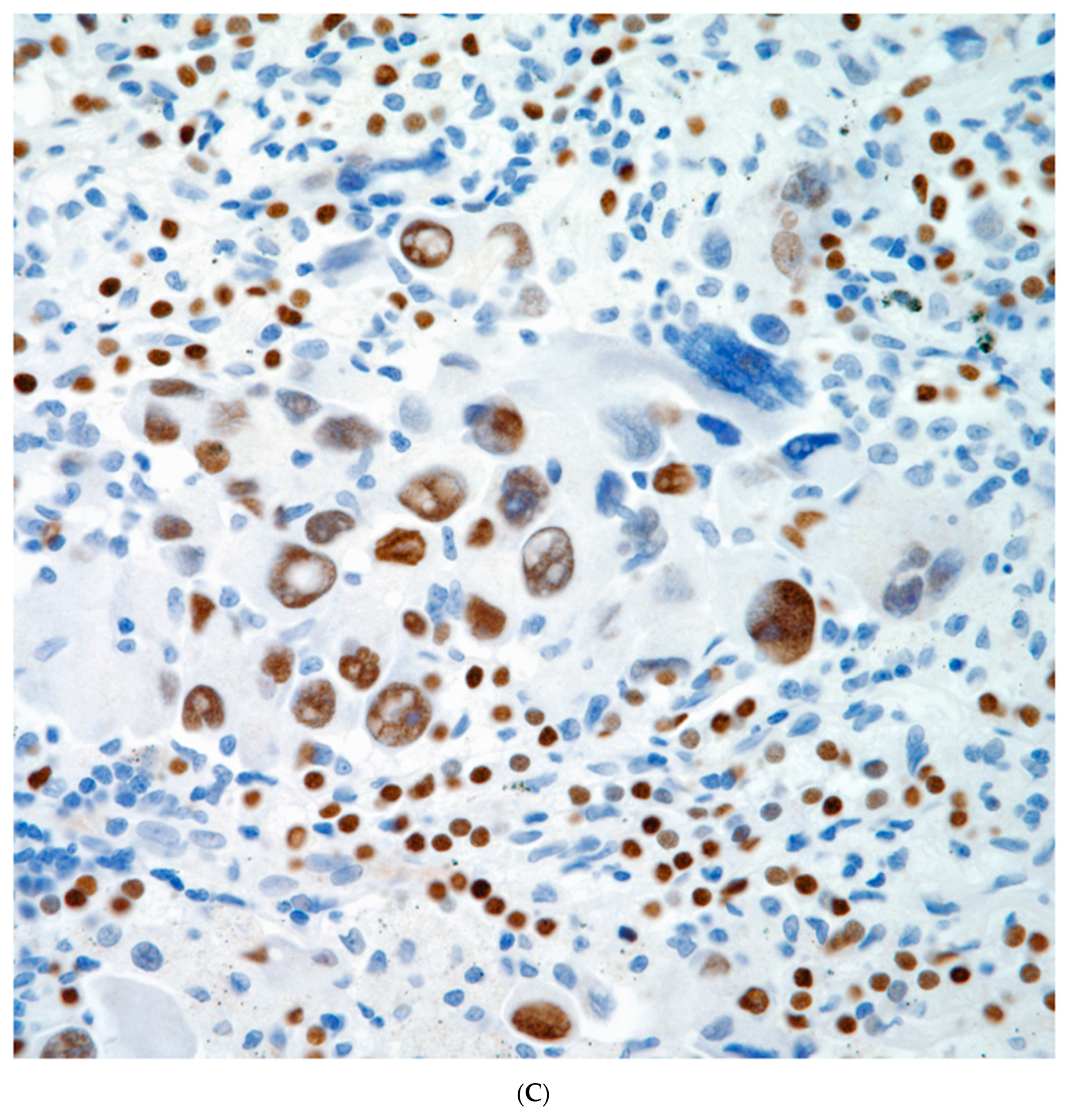 Preprints 76788 g008c