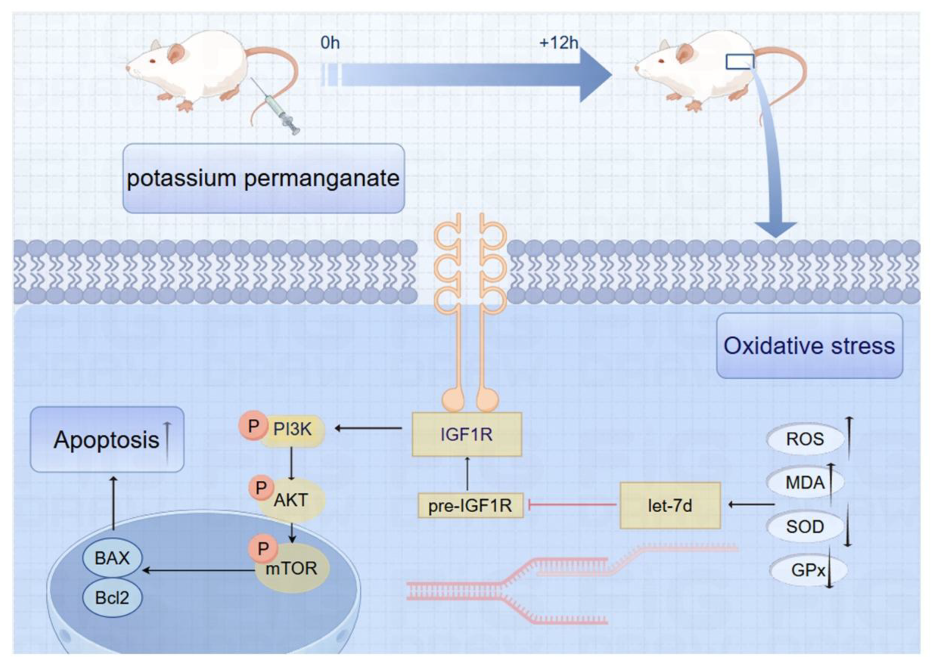 Preprints 147490 g009