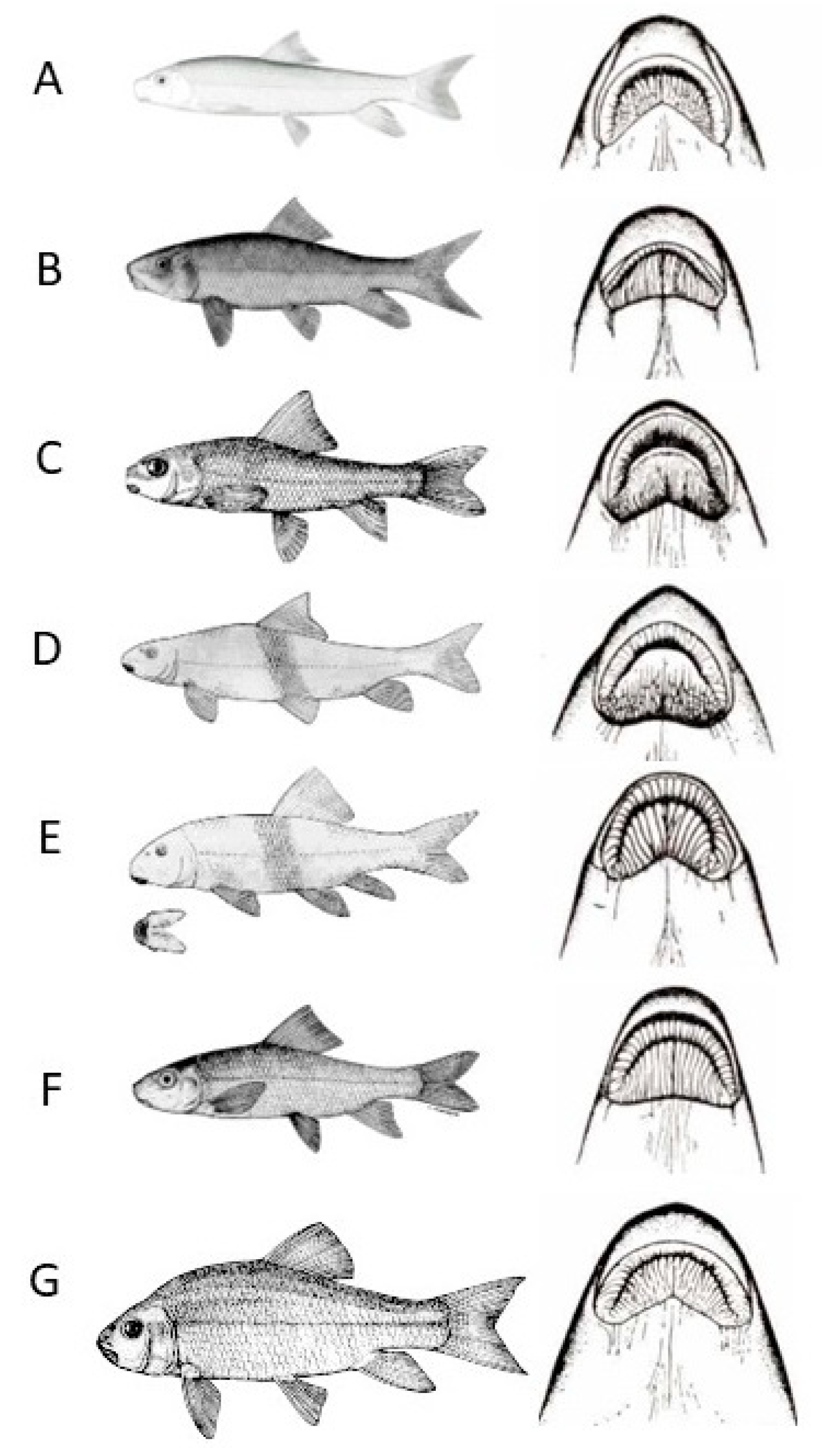 Preprints 153899 g001