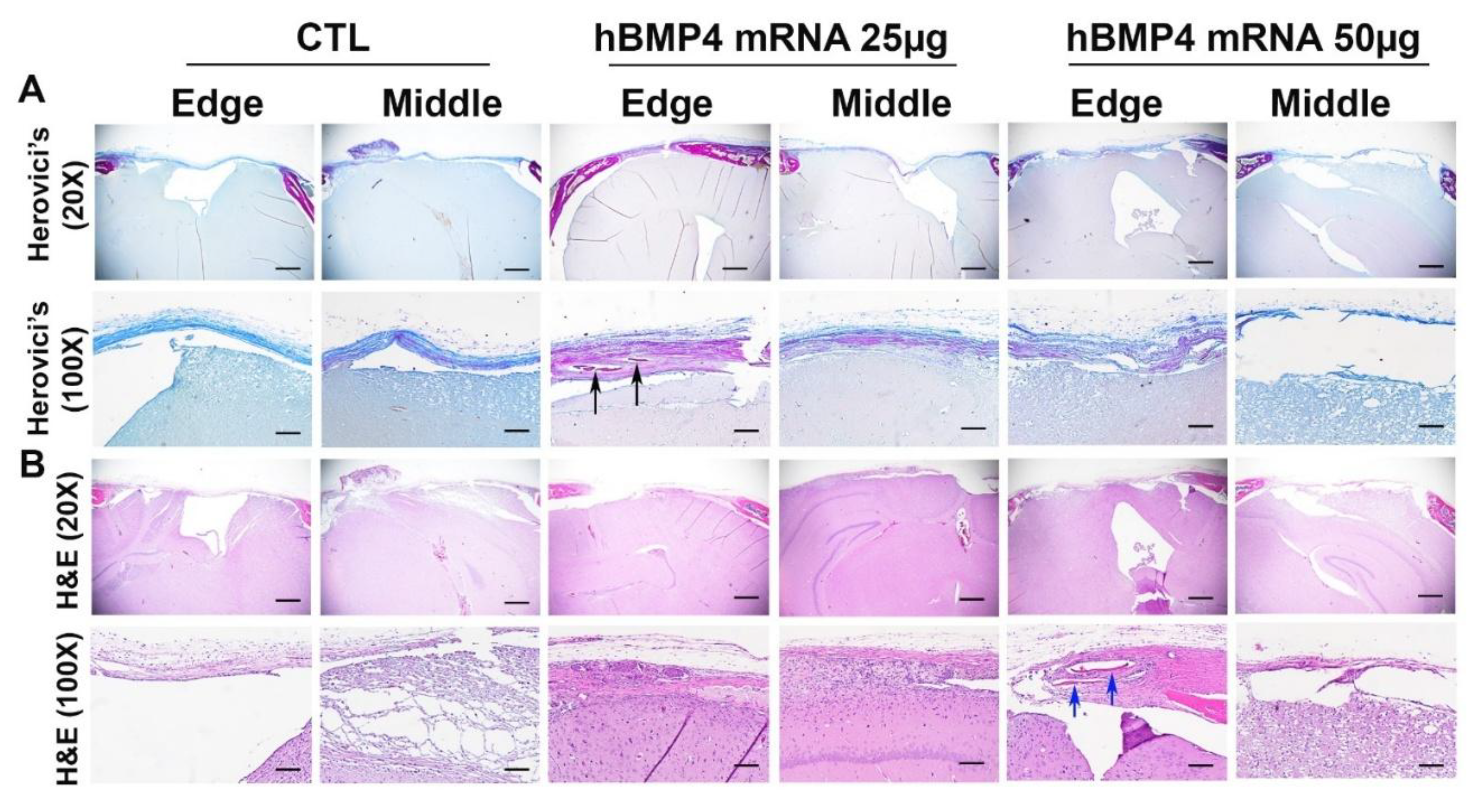Preprints 207379 g003