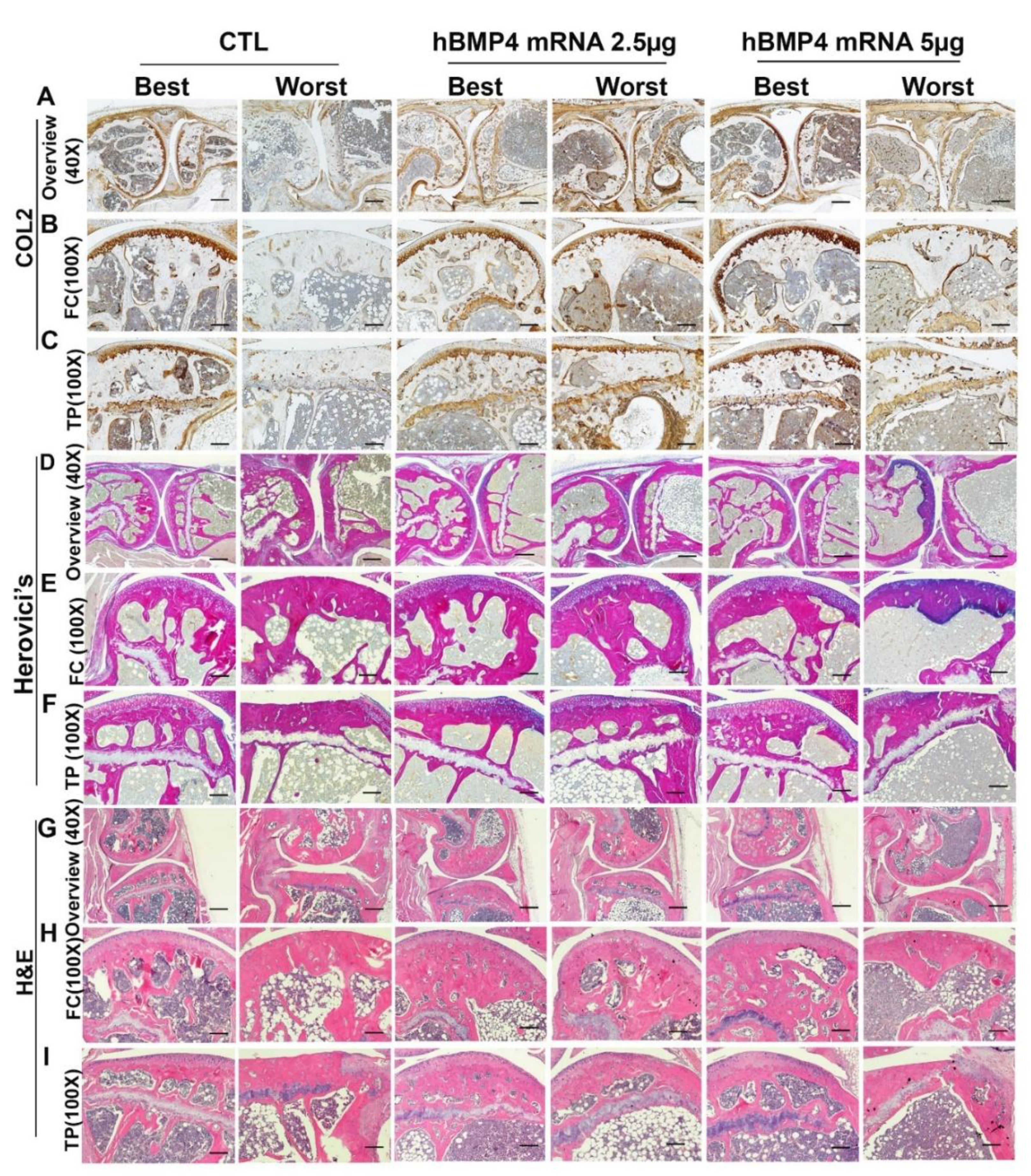 Preprints 207379 g006