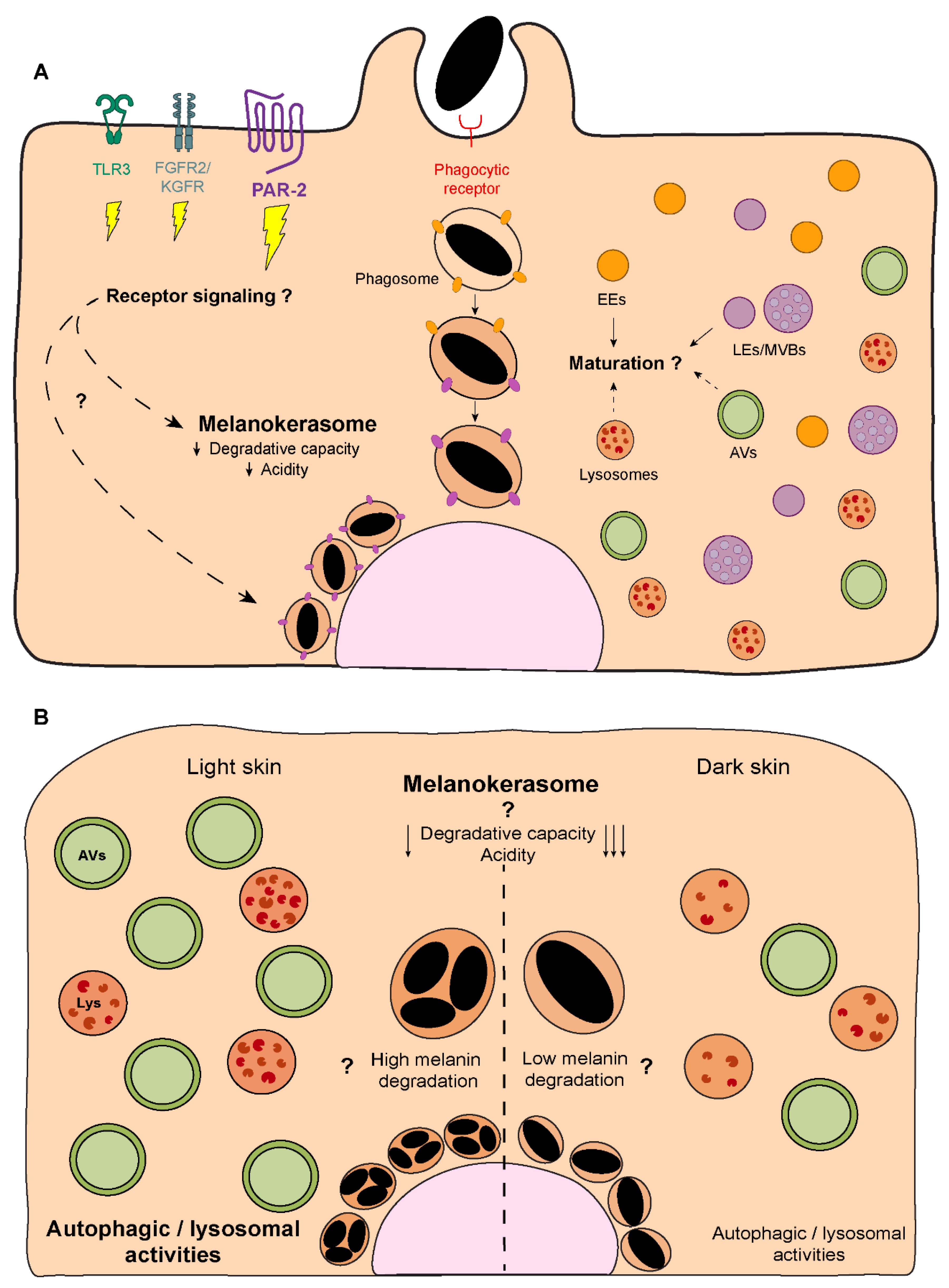 Preprints 74314 g004