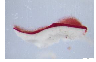 Preprints 183996 i012