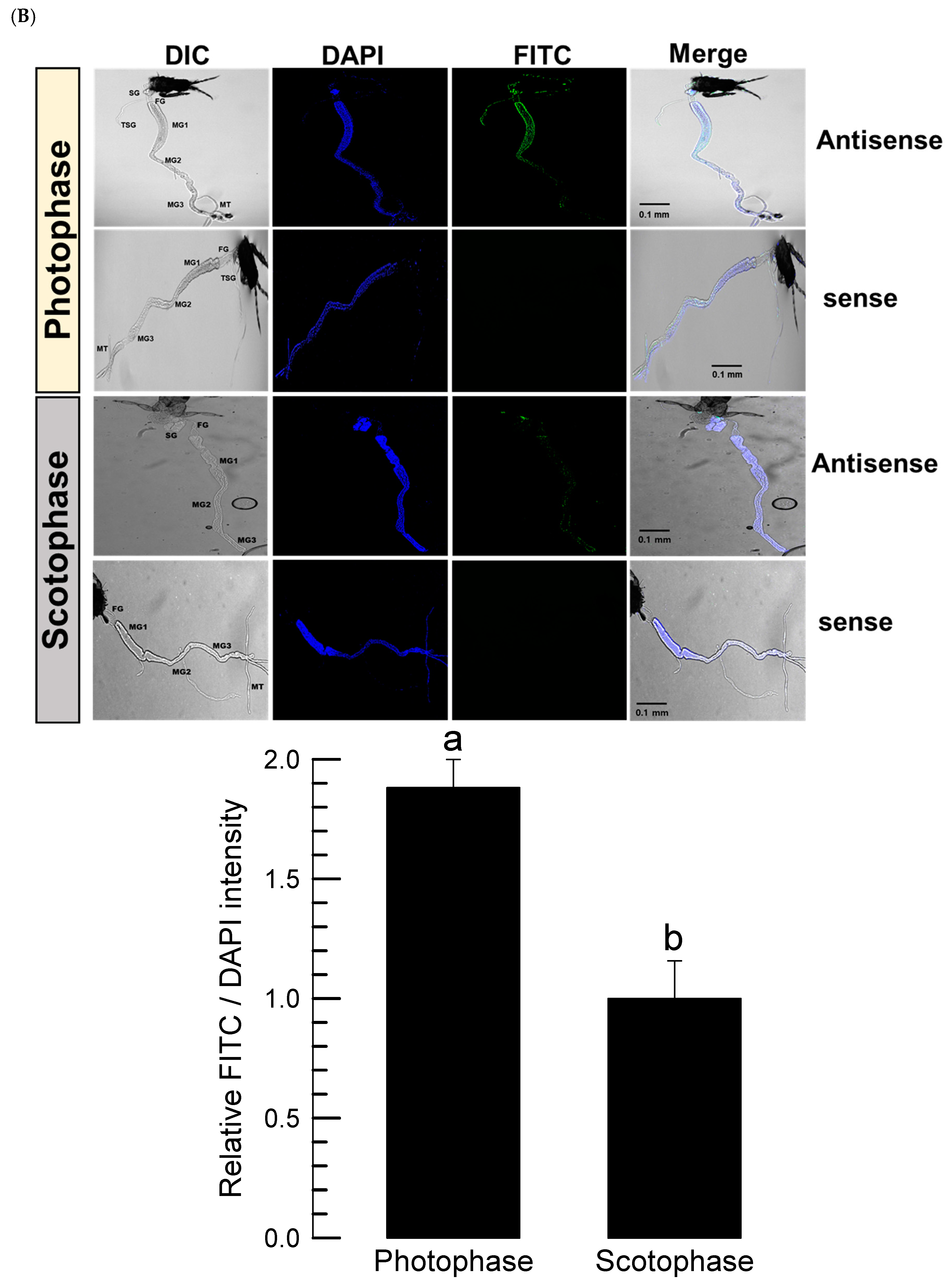Preprints 148471 g002b