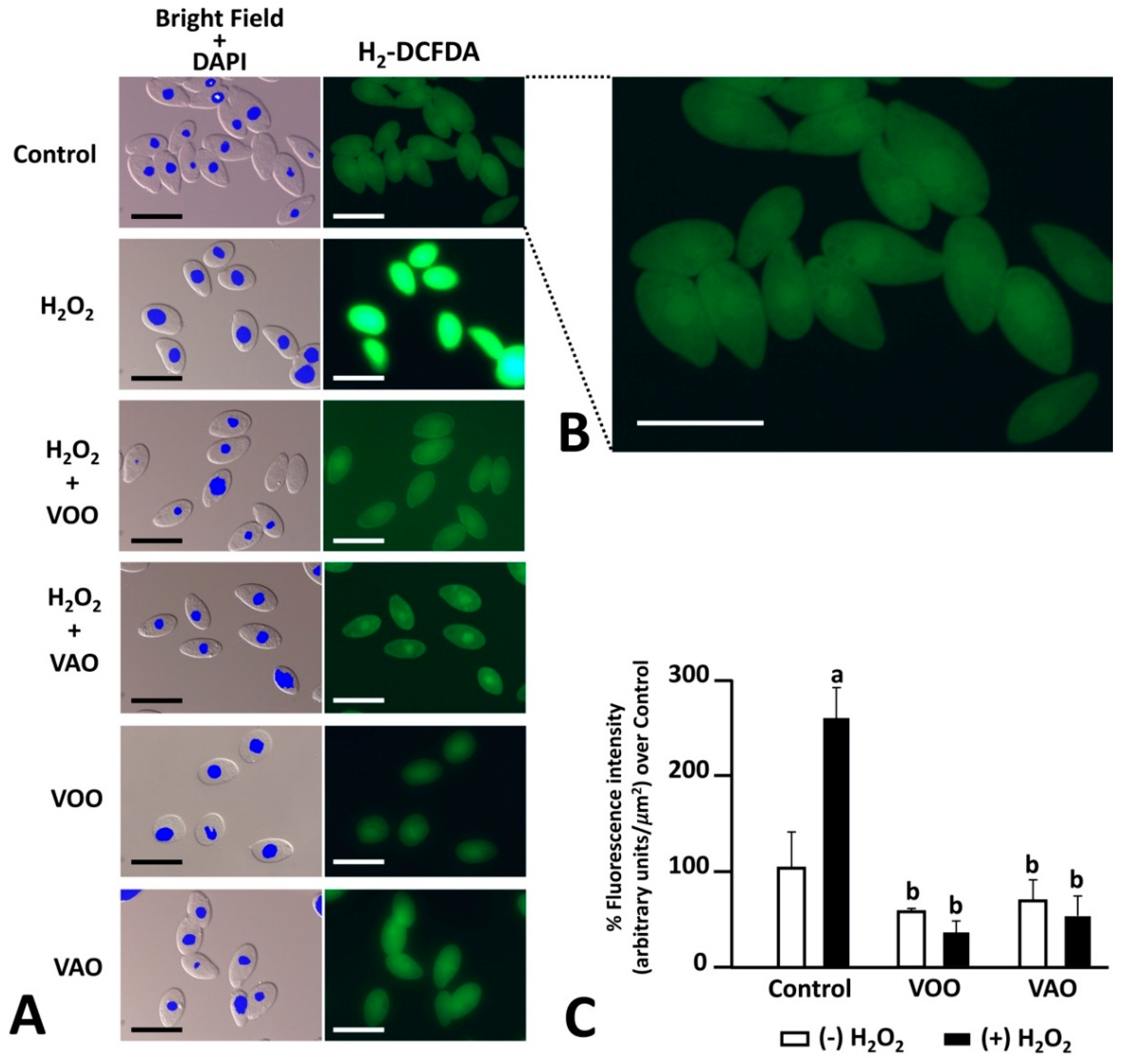 Preprints 142261 g002