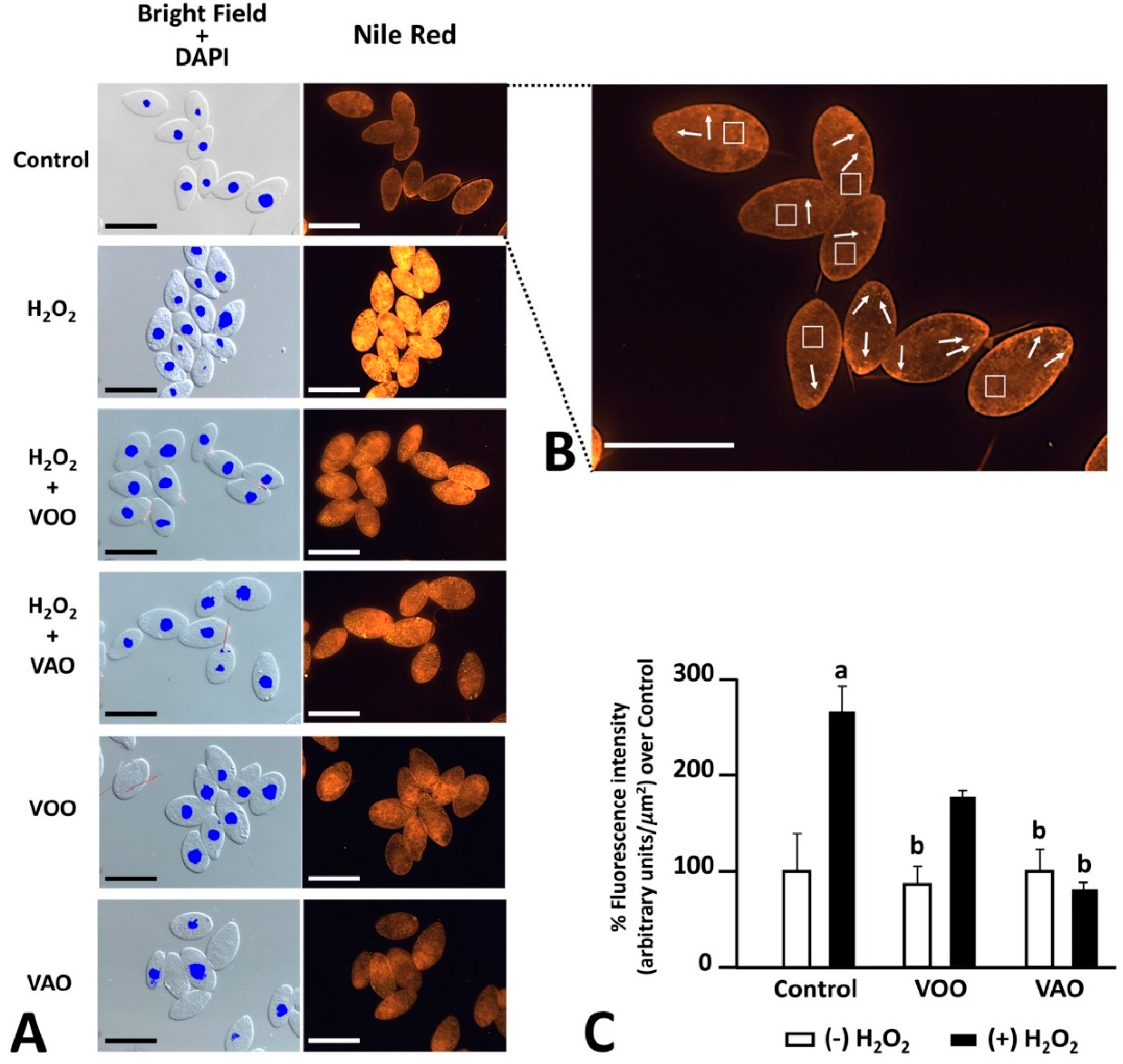 Preprints 142261 g003