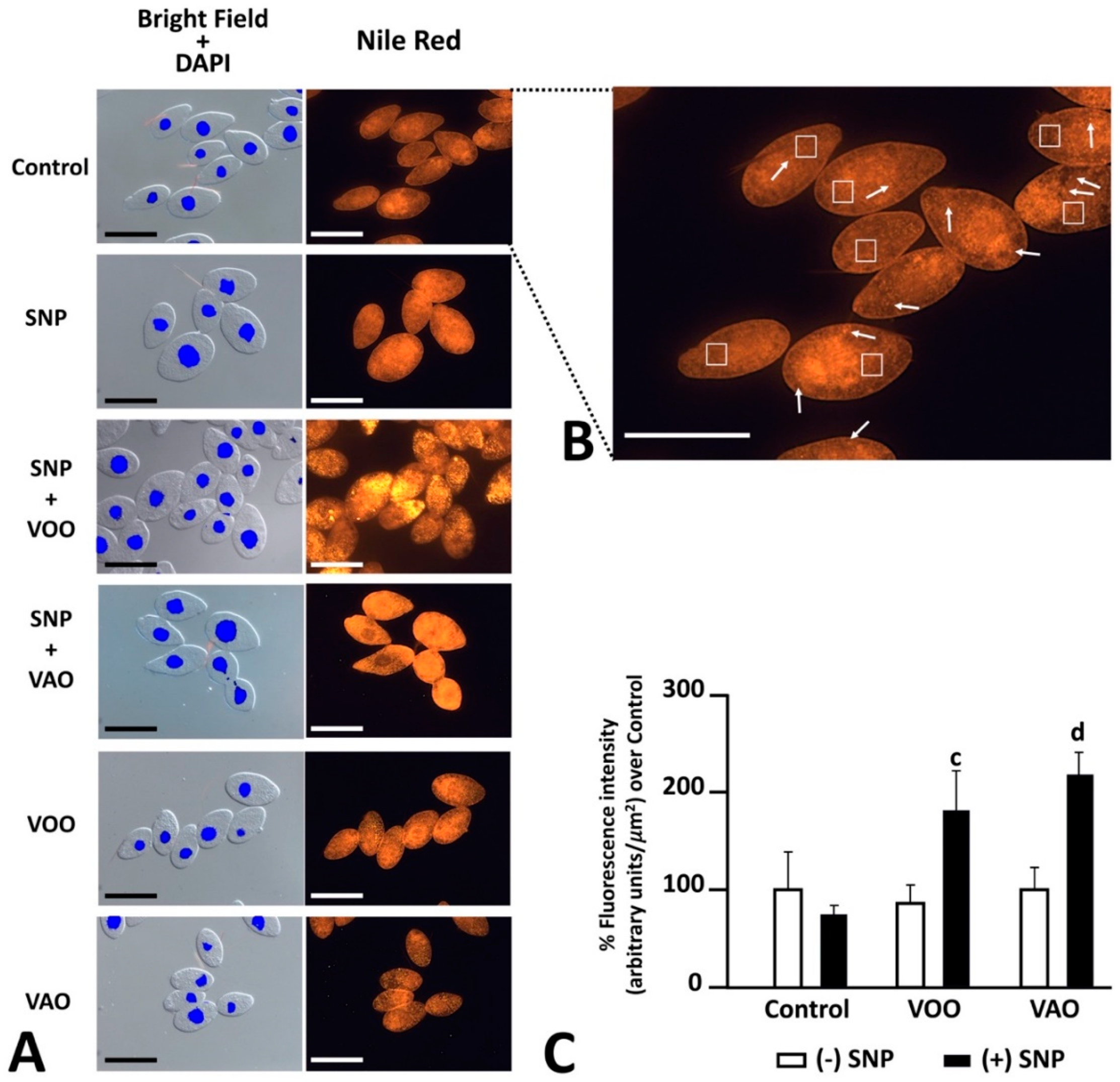 Preprints 142261 g004