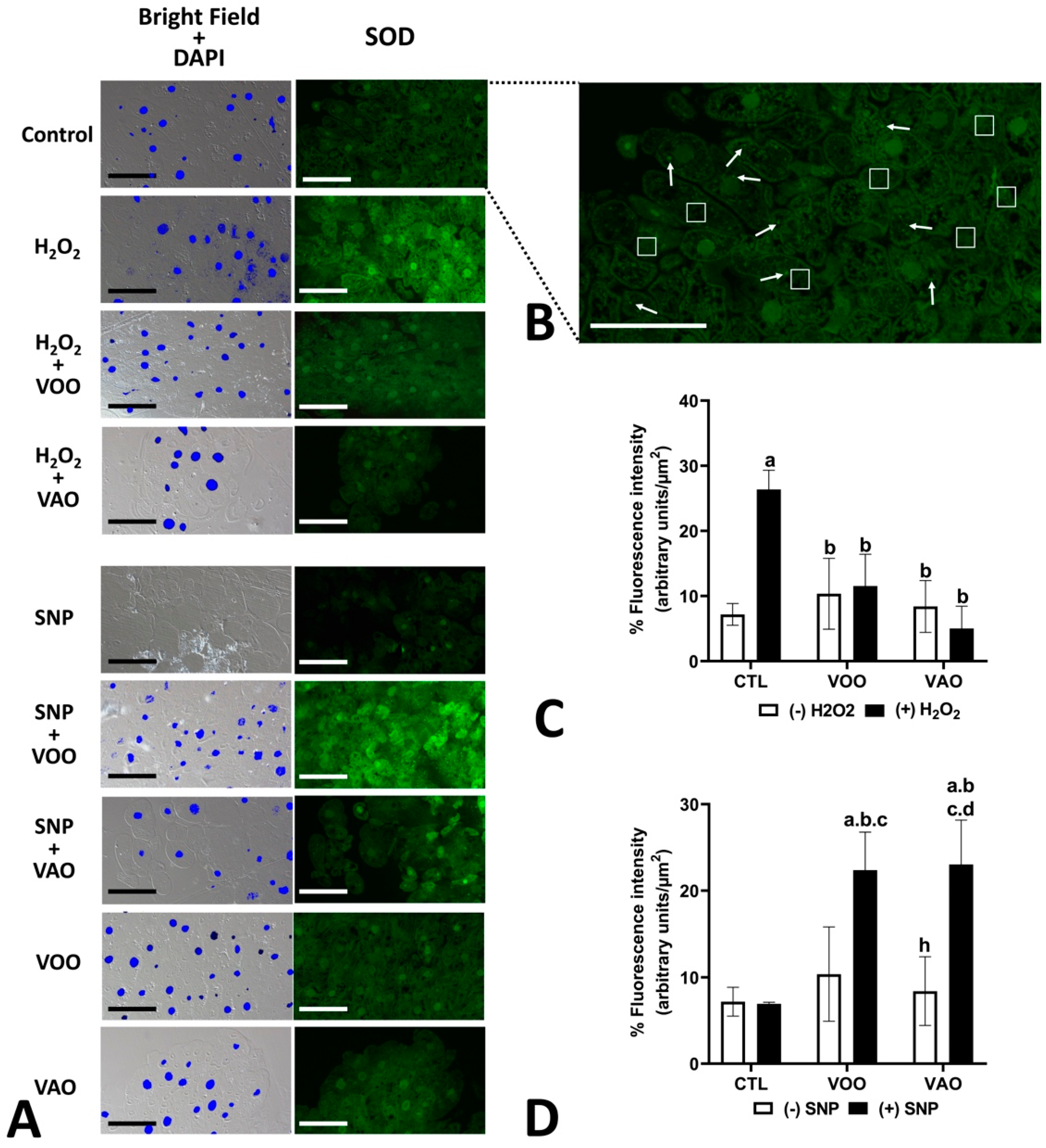 Preprints 142261 g007
