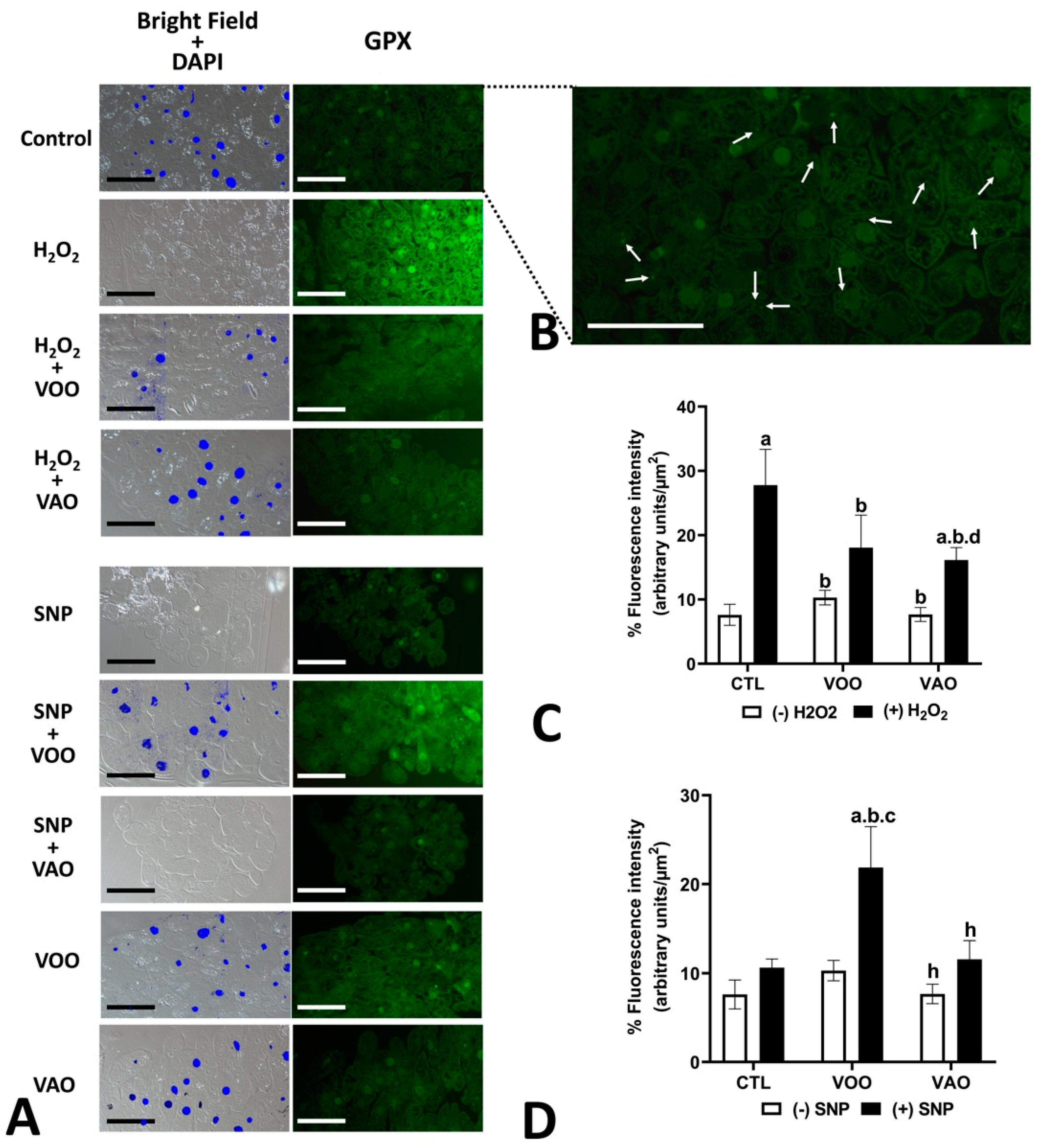 Preprints 142261 g009