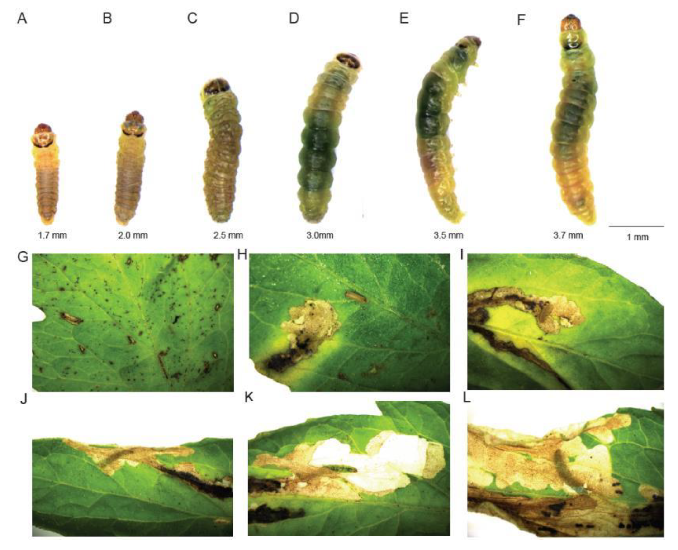 Preprints 198657 g001