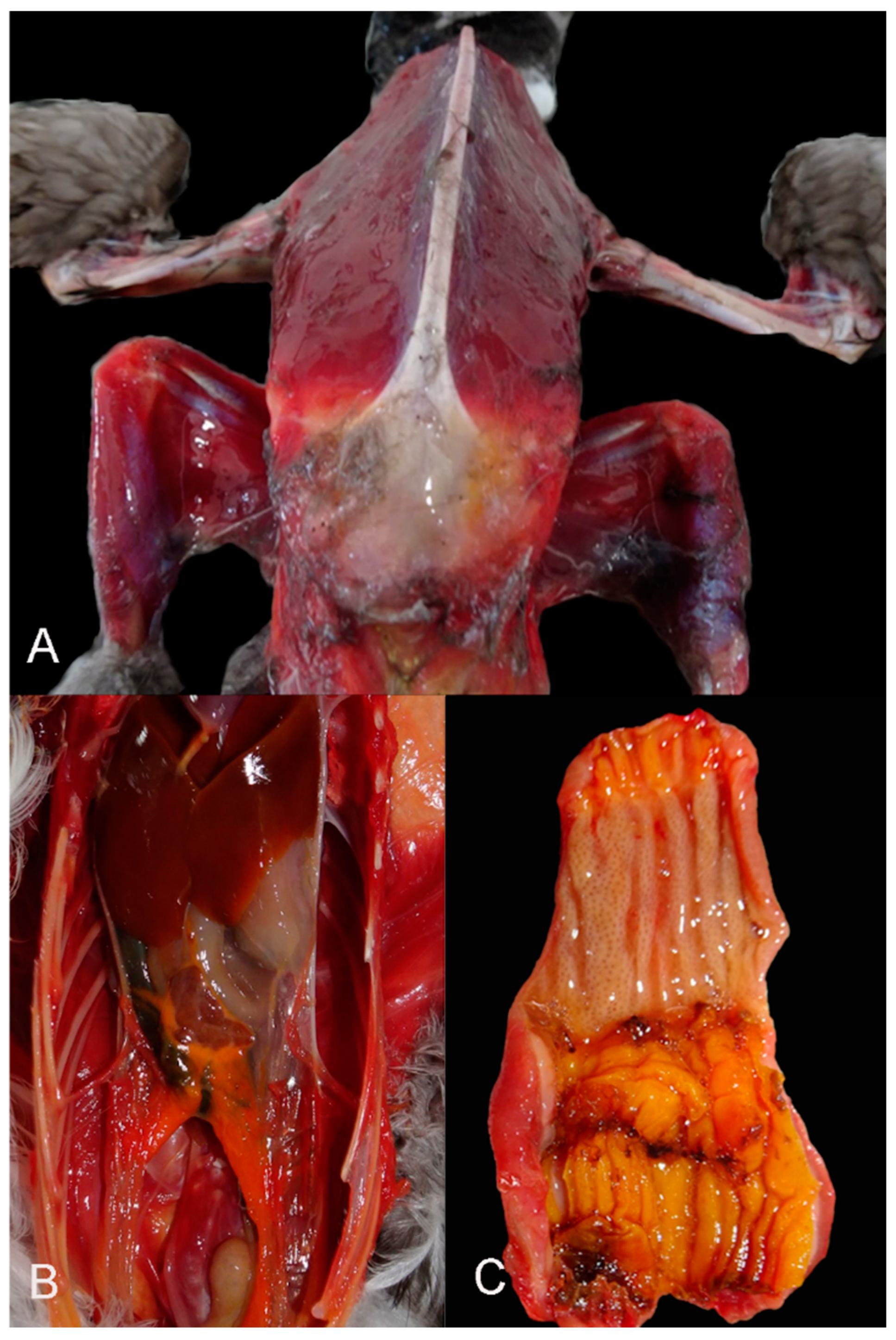 Preprints 153409 g002