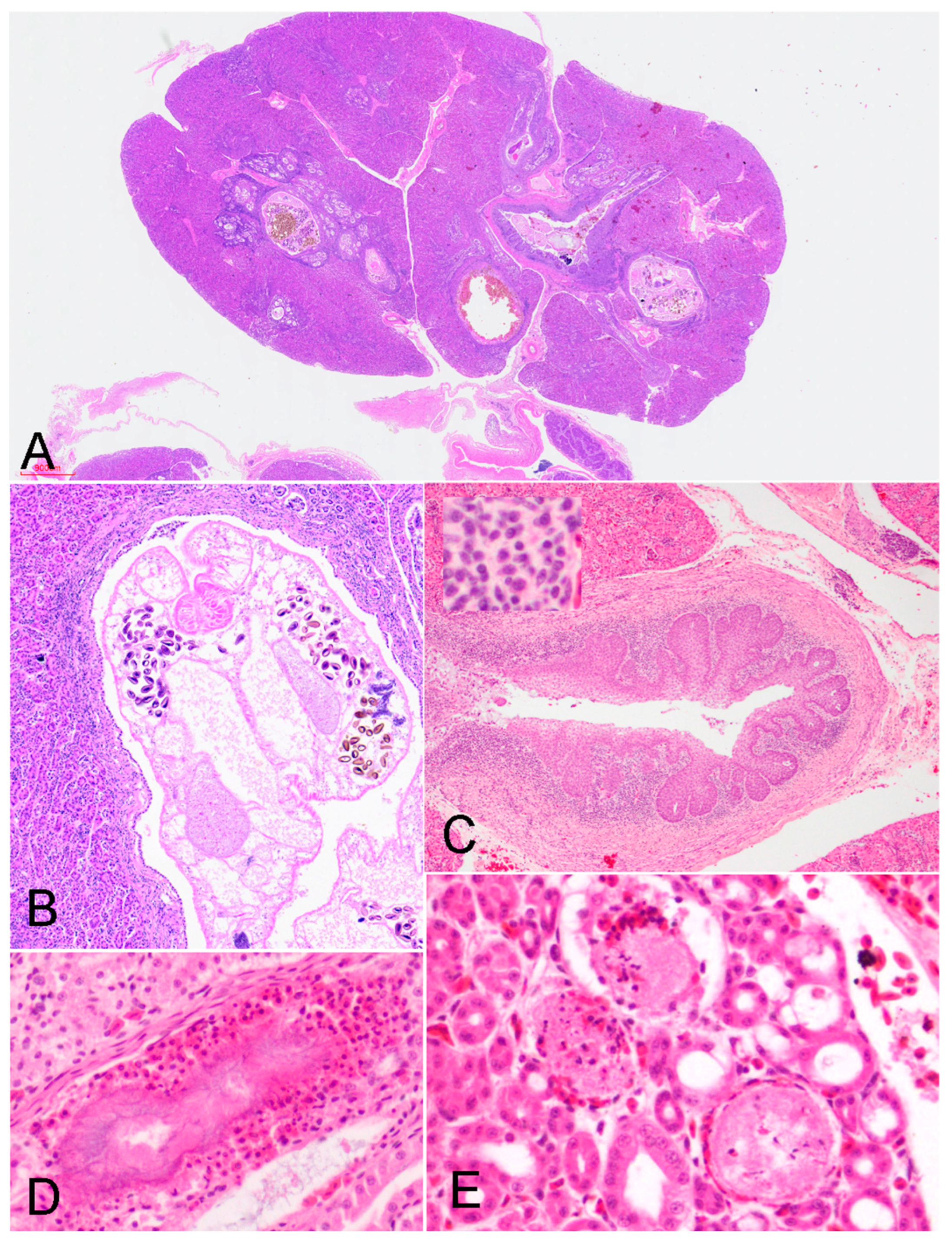 Preprints 153409 g003